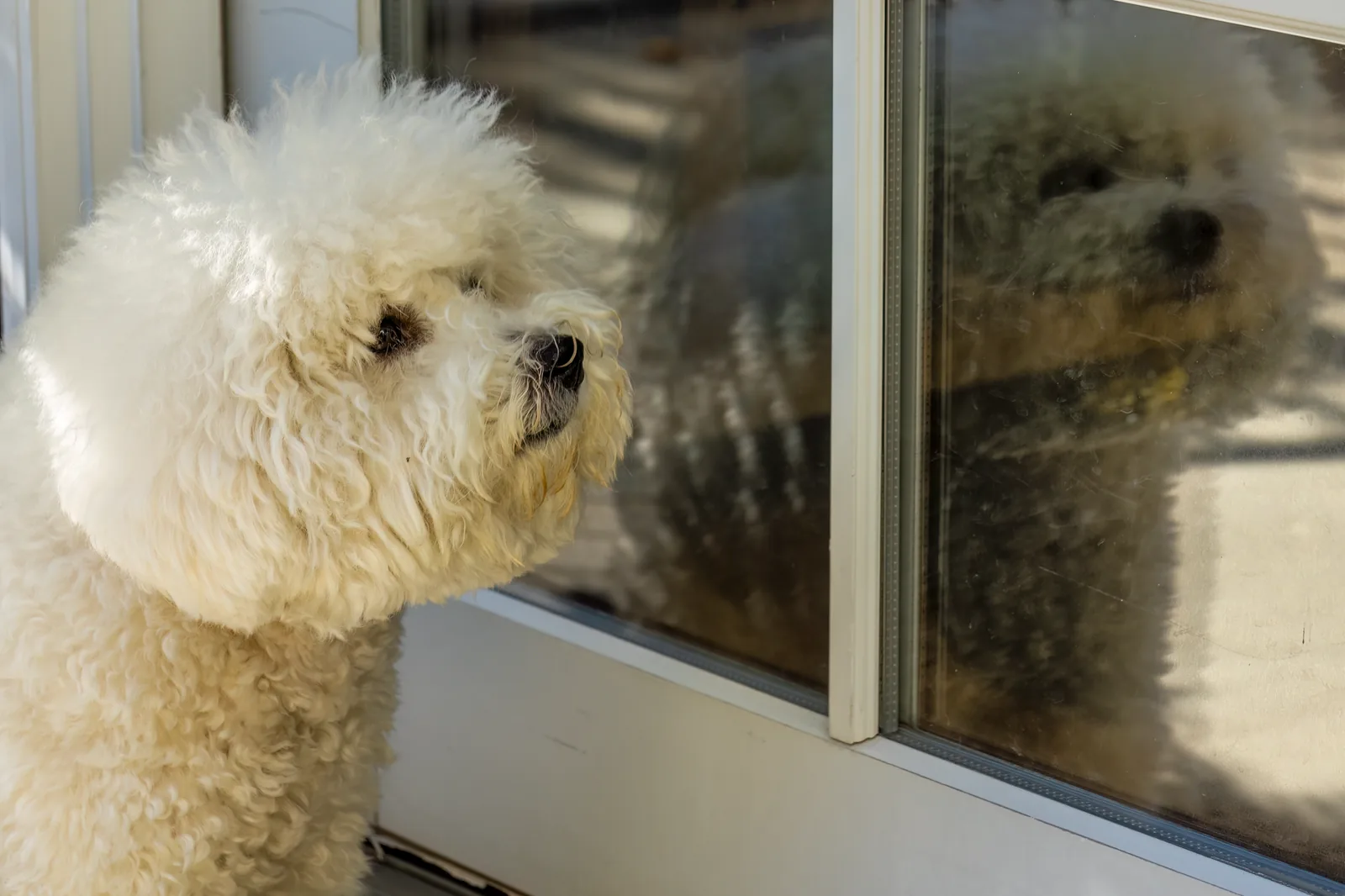 A dog standing alert at a closed apartment door