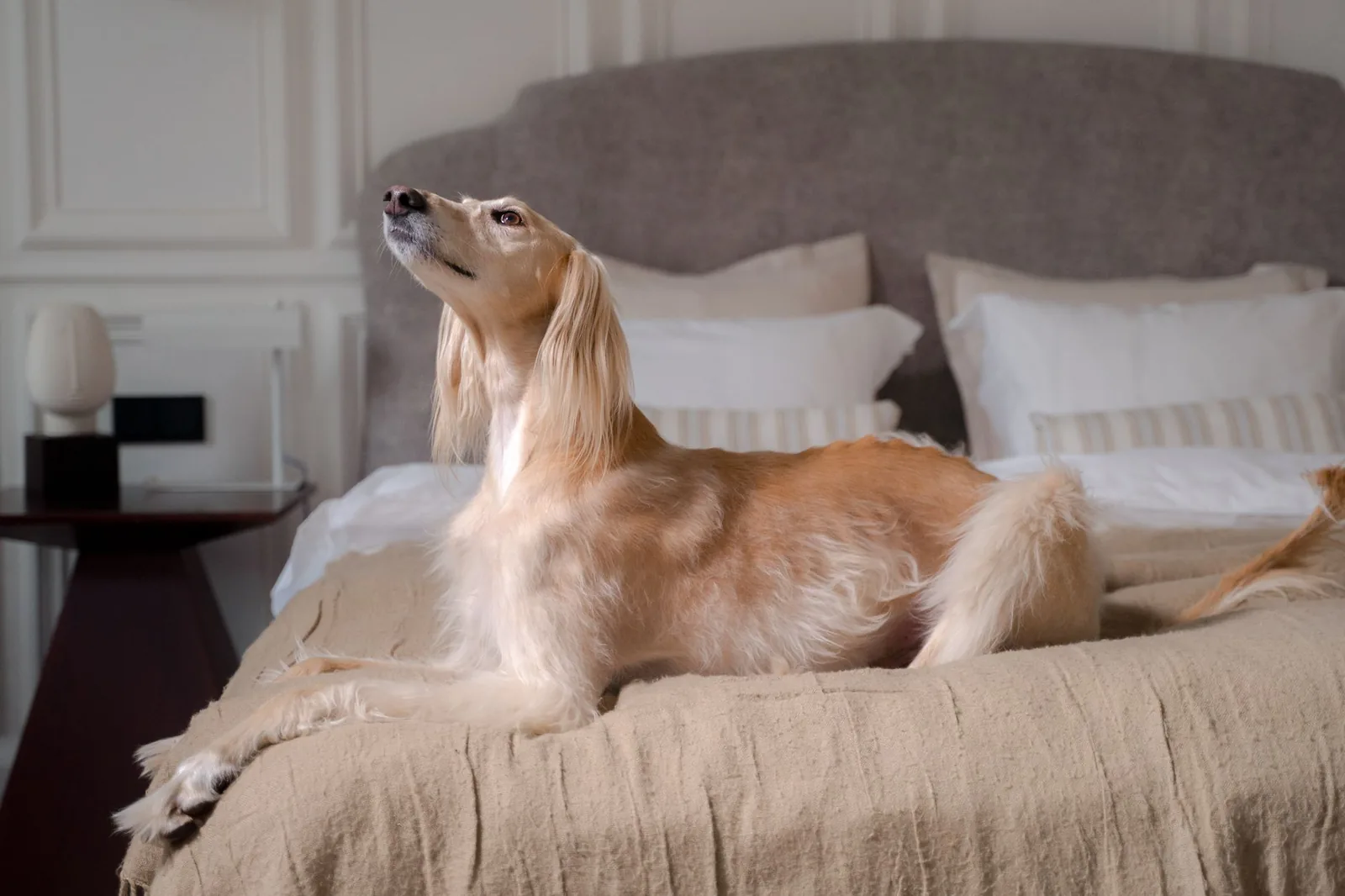 A dog bed with a soft blanket set up indoors