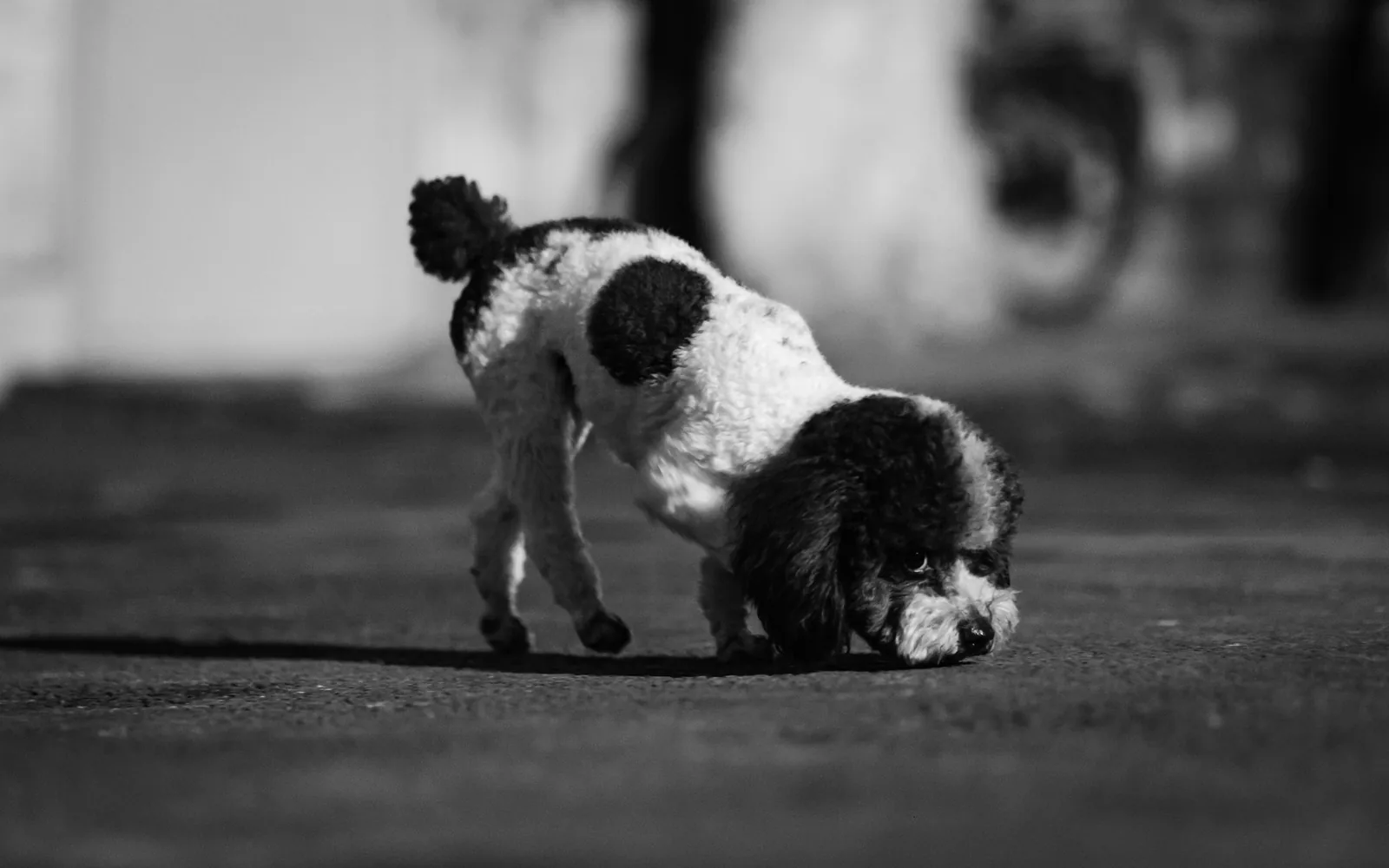 A dog crouched in a play bow on grass
