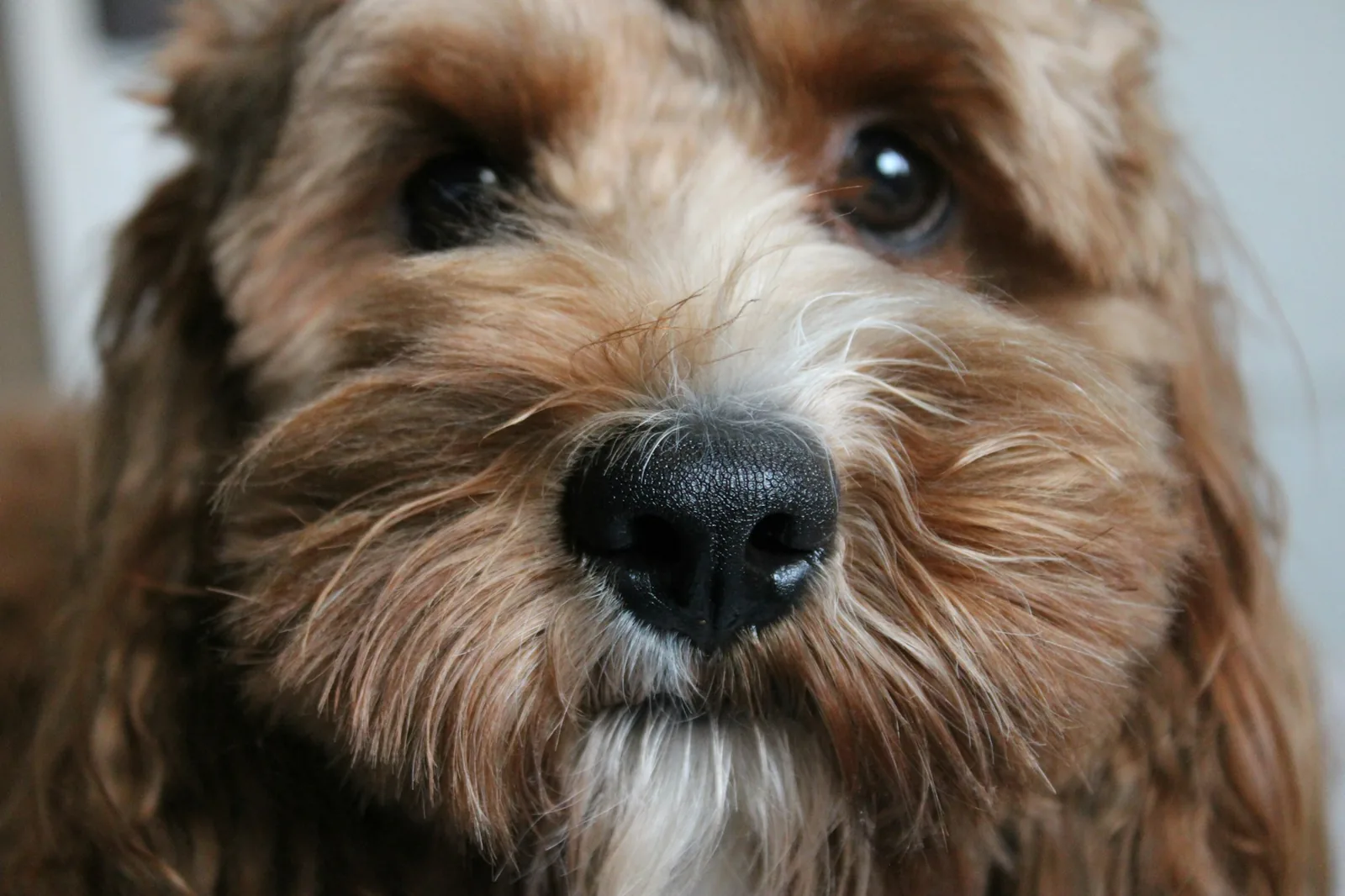 A close-up of a dog’s face showing its eyes and ears