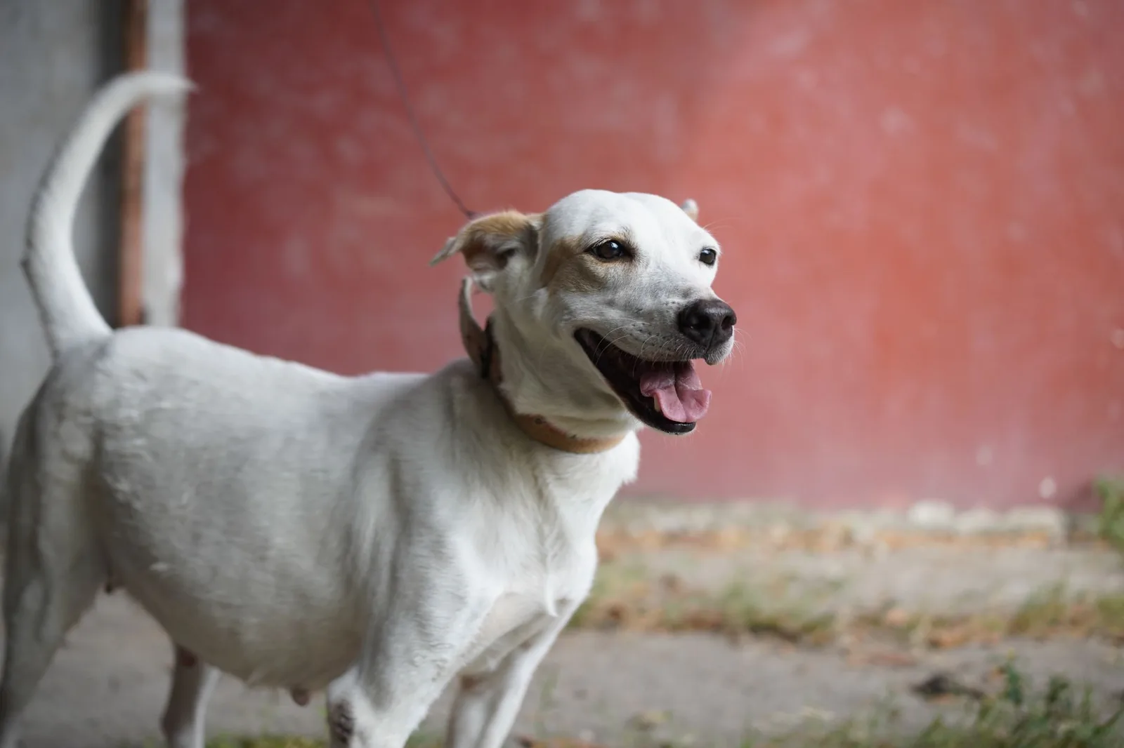 An elderly dog standing indoors, looking away