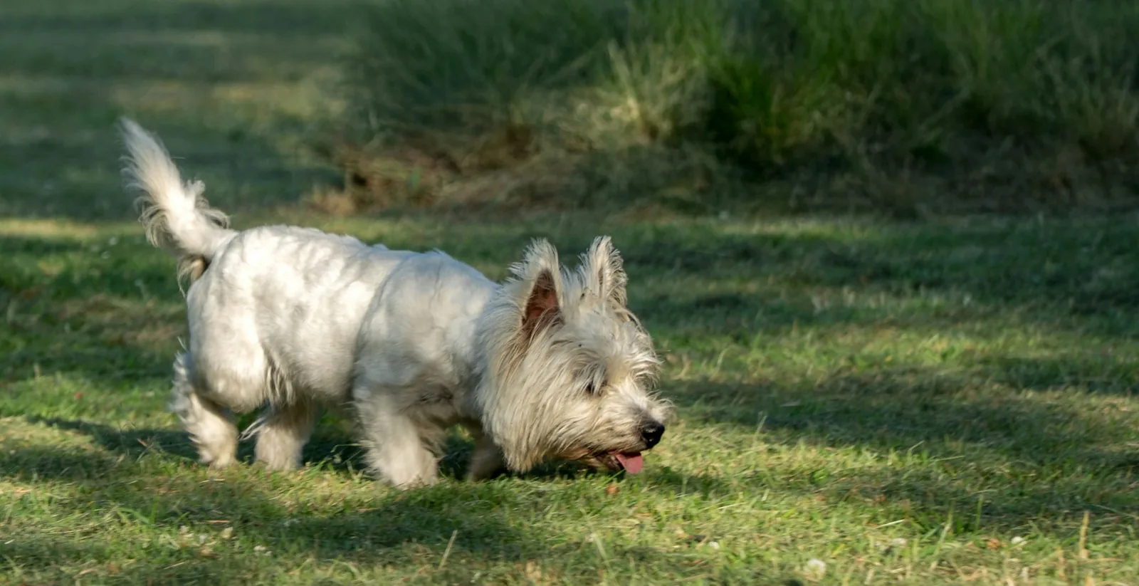 A white terrier with its mouth open, showing teeth