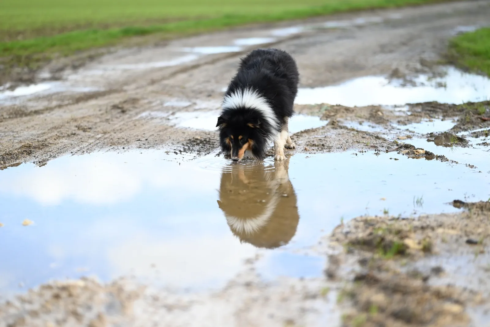 A dog drinking from a water bowl outdoors