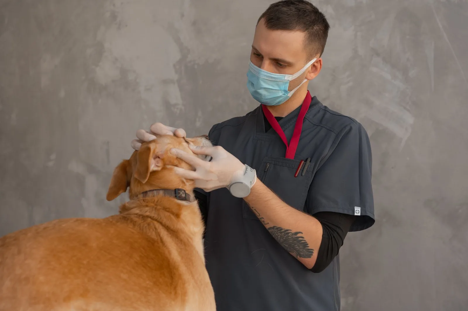 A dog being examined at a veterinary clinic