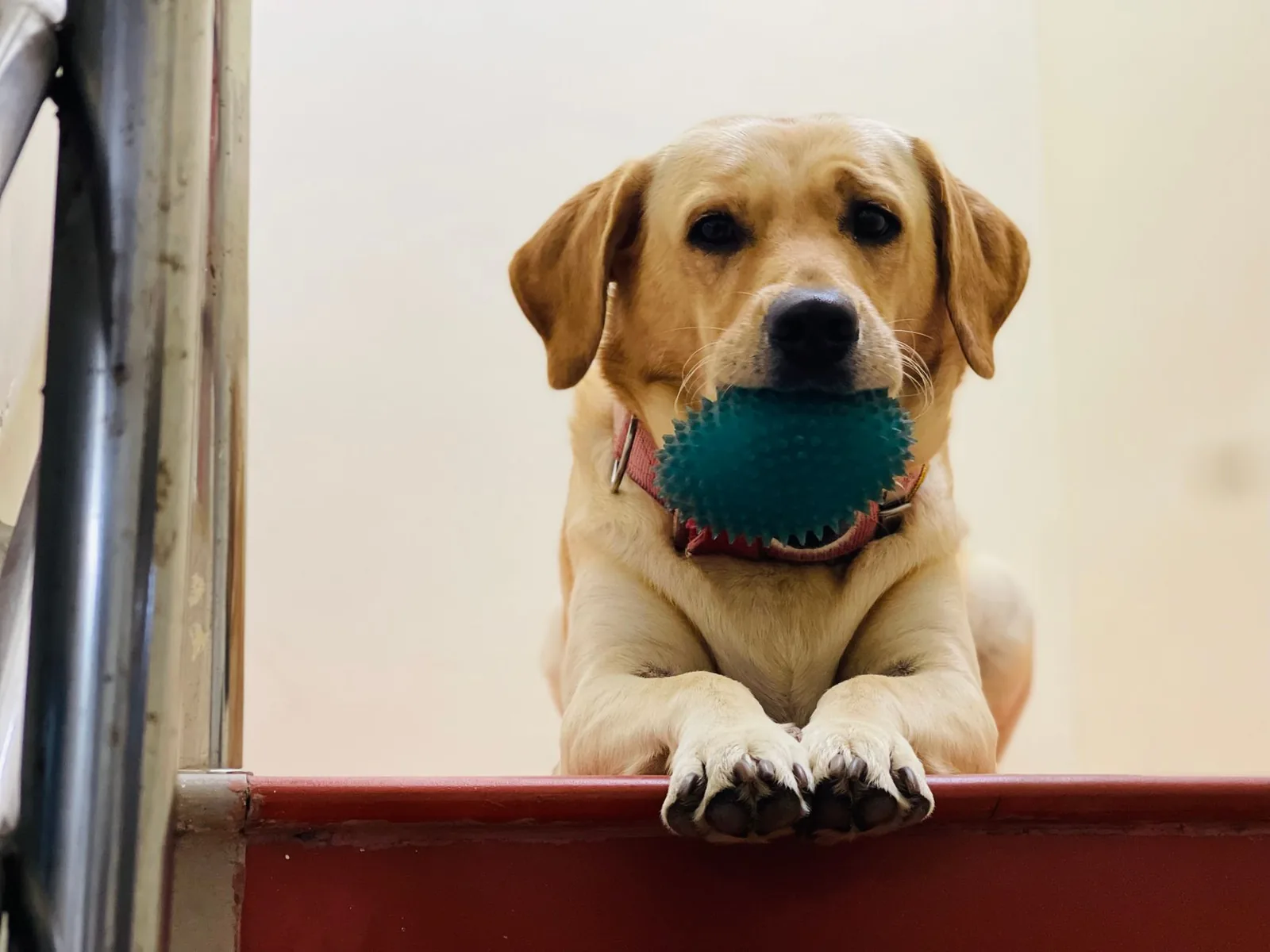 A dog standing at the bottom of a staircase