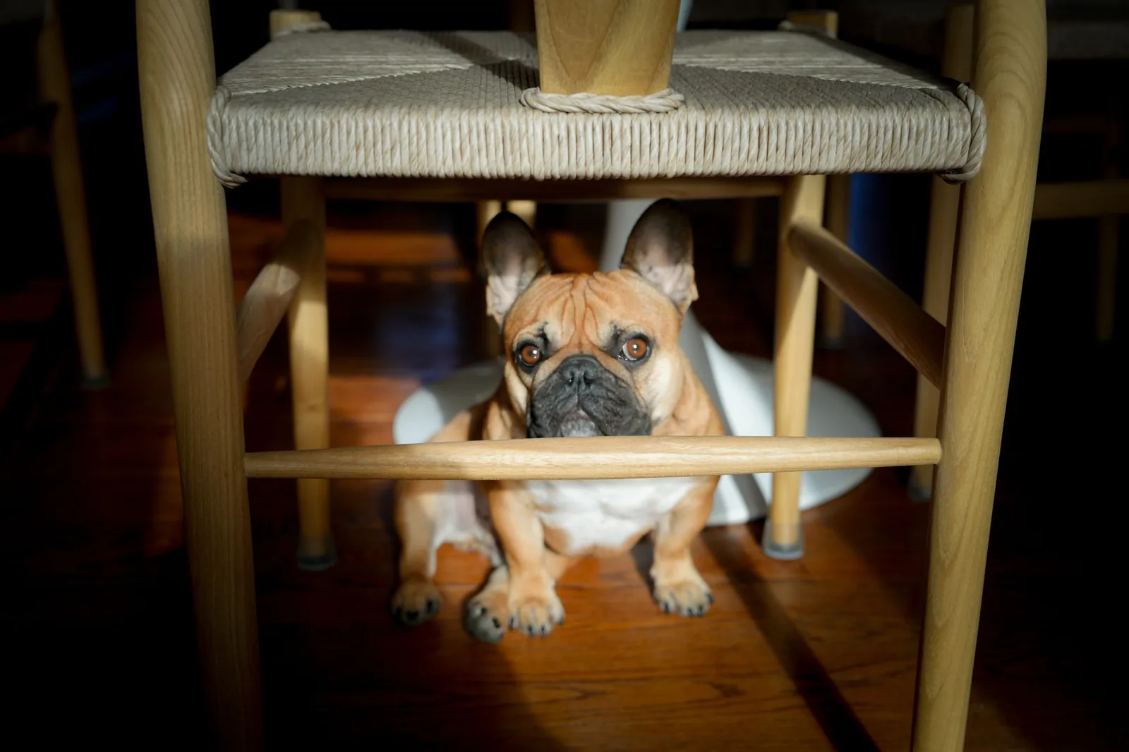 A dog sheltering underneath a piece of furniture