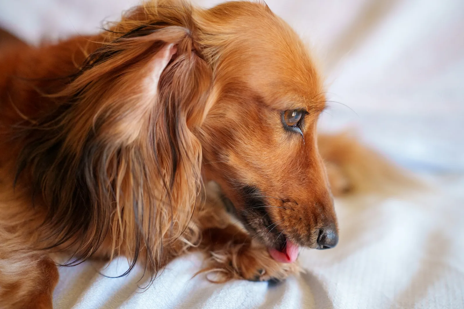 A dog licking its lips while looking away
