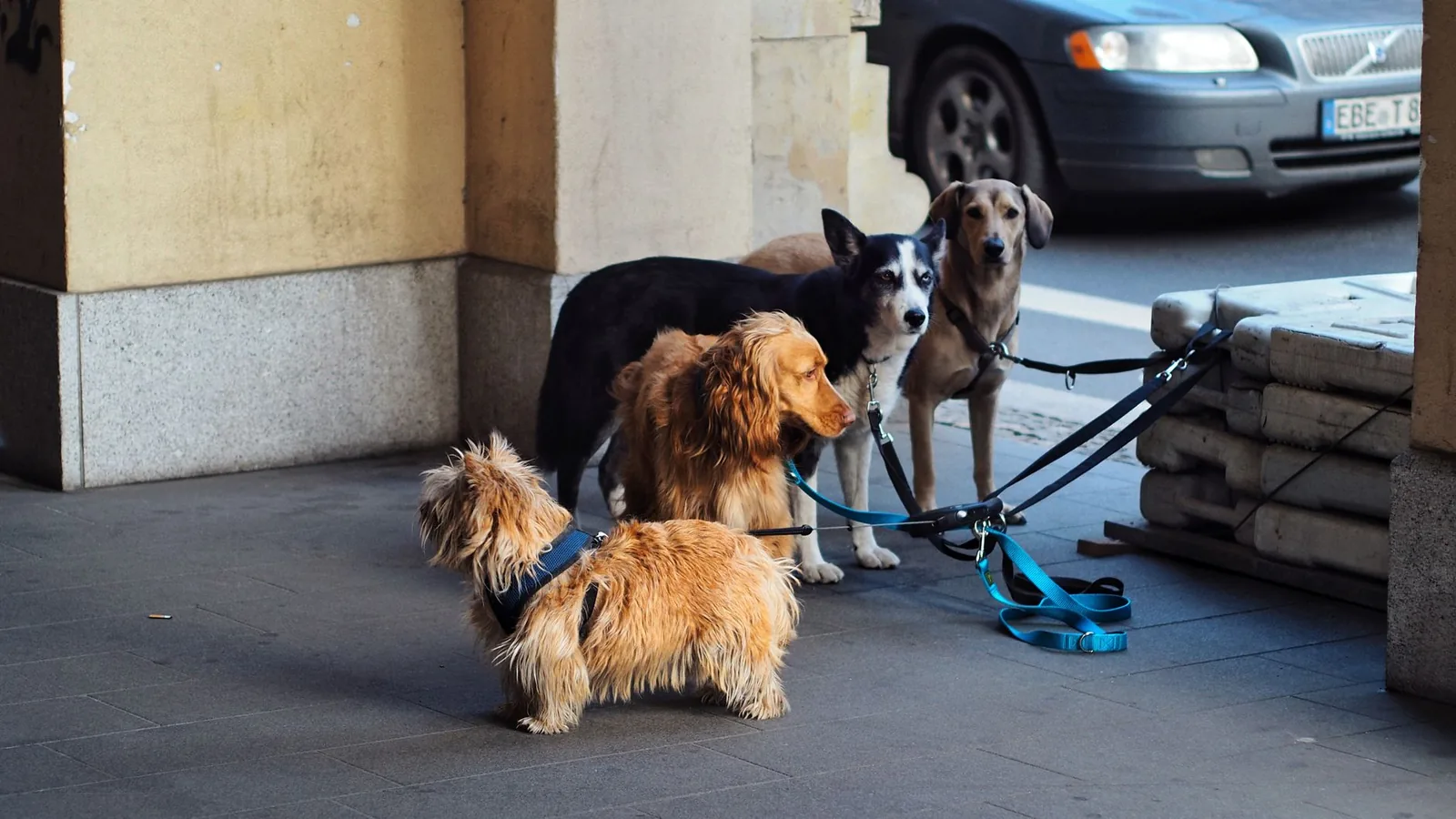 A dog straining at the end of a taut leash