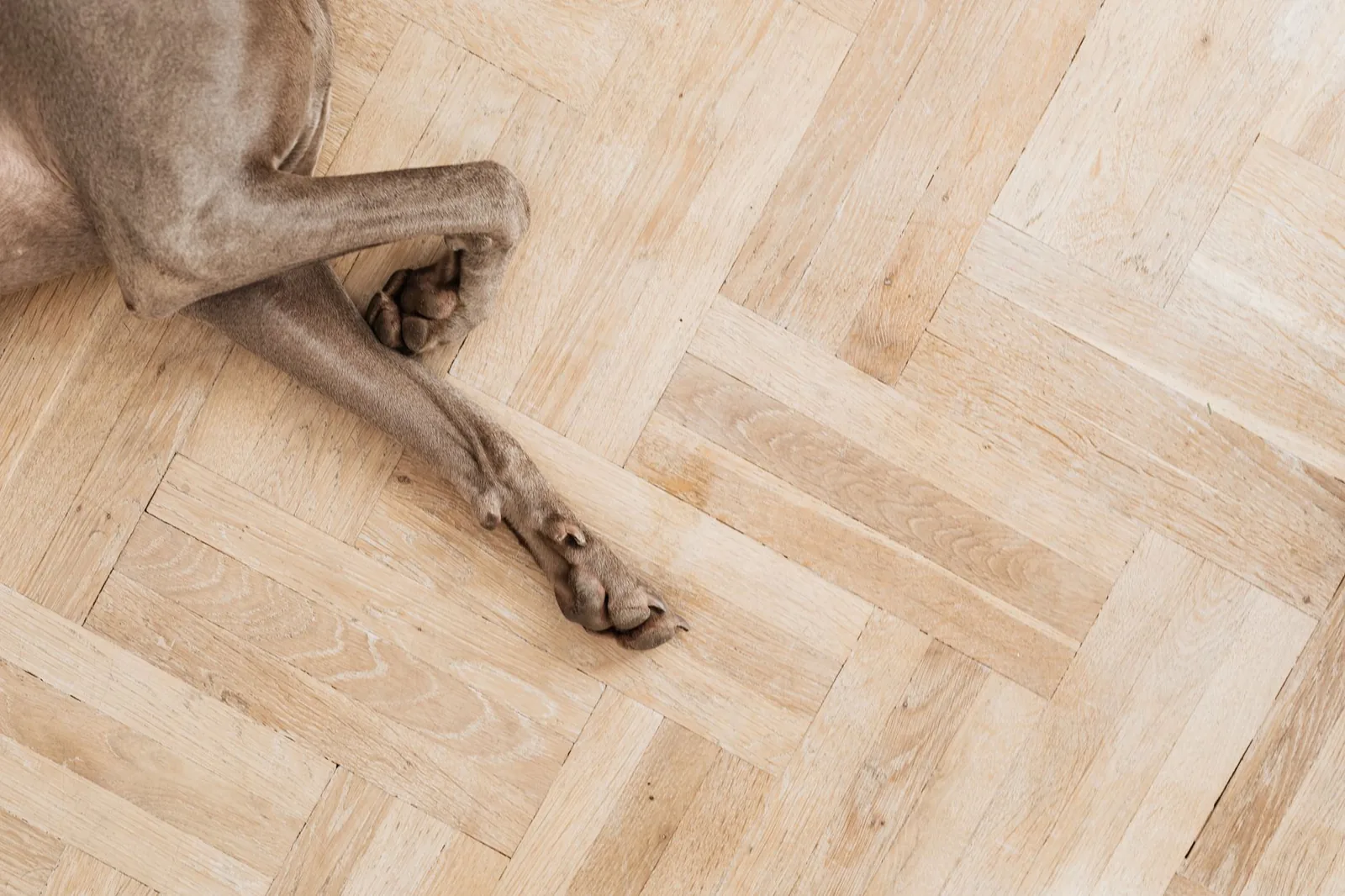 A small dog’s front paws resting on a wooden floor