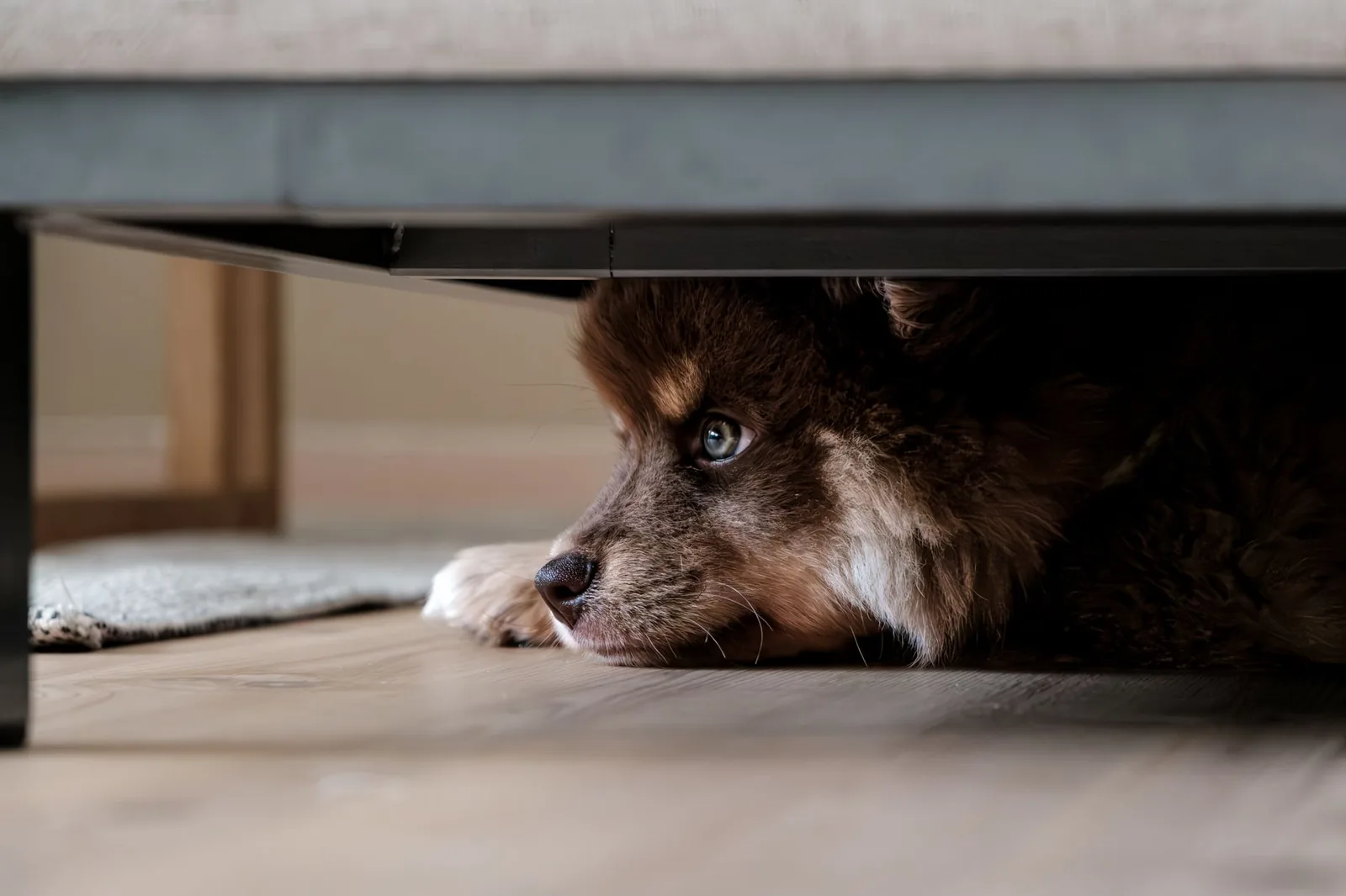 A frightened dog pressed into a corner indoors