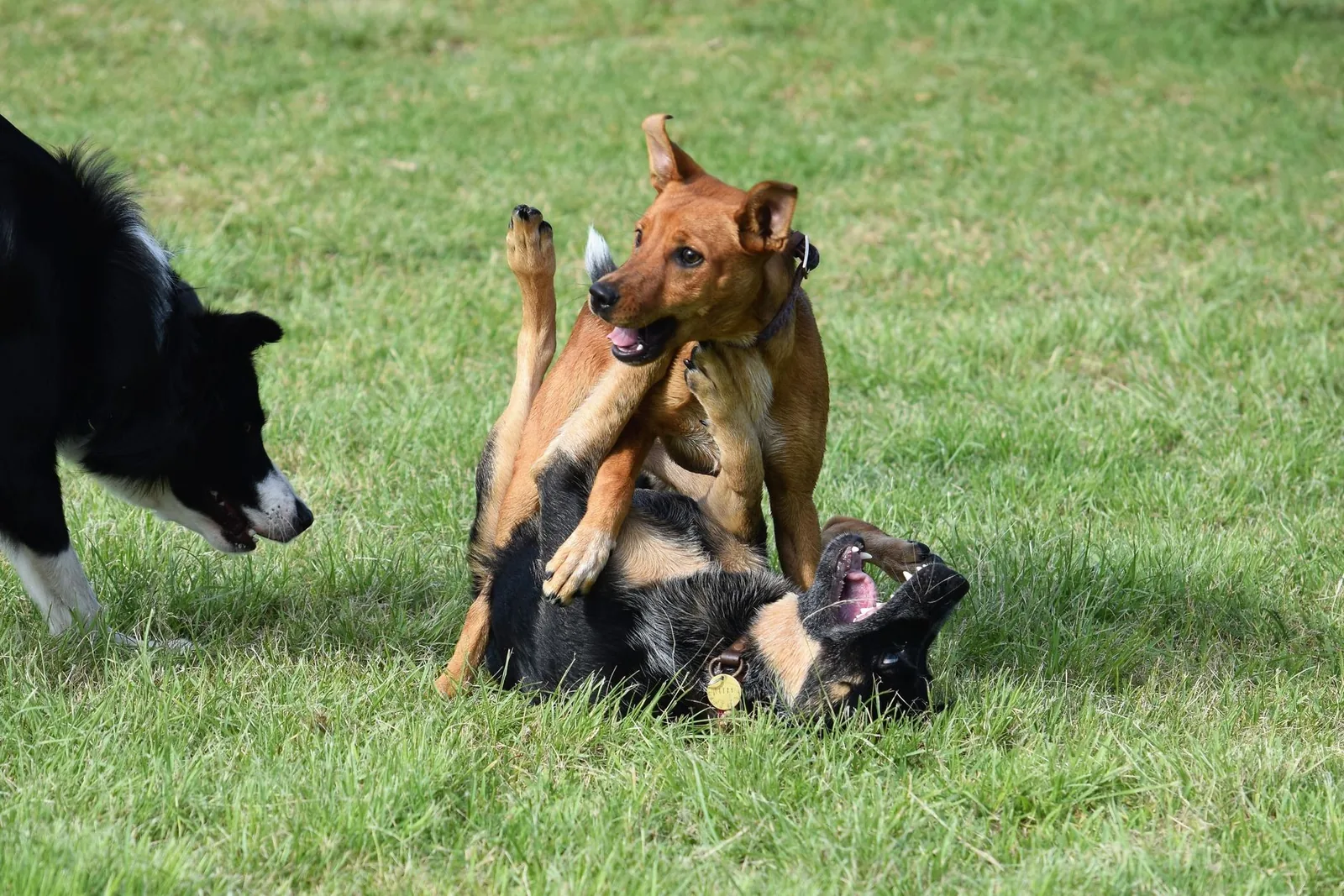 Several dogs playing together in an open park