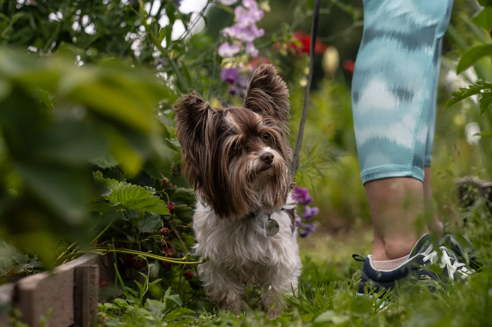 A small dog in an enclosed garden