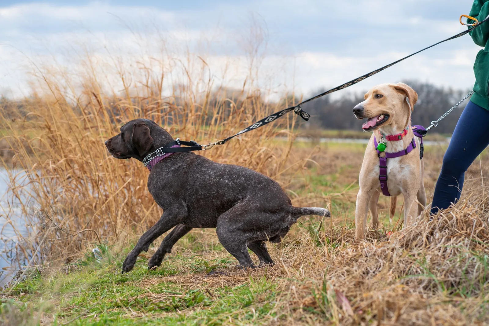 A dog leaning forward into a tight leash