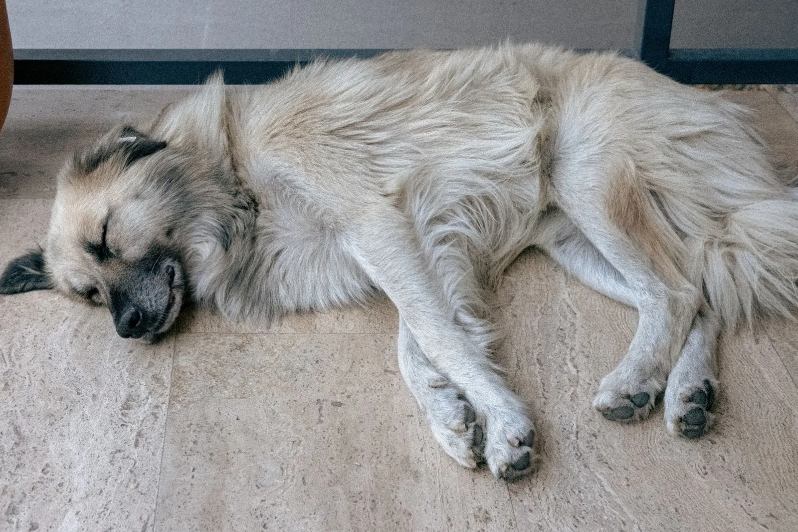A calm dog resting on the floor beside an open door