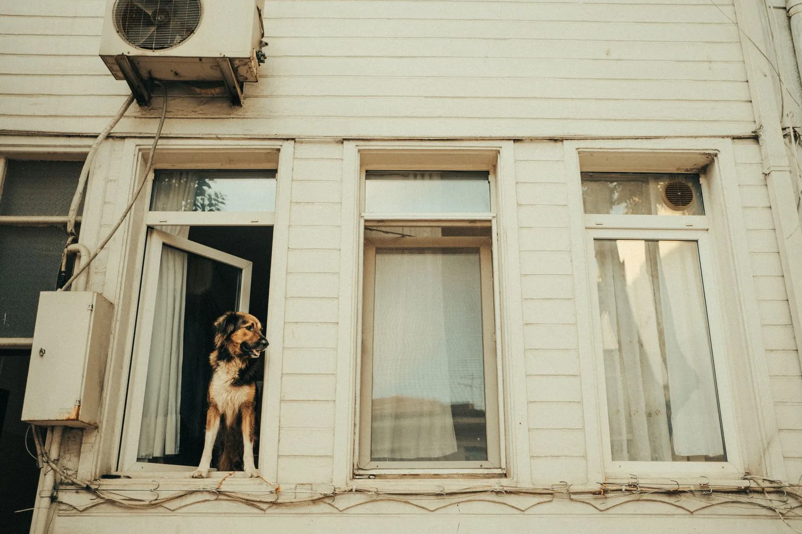 A dog arriving at a house doorway