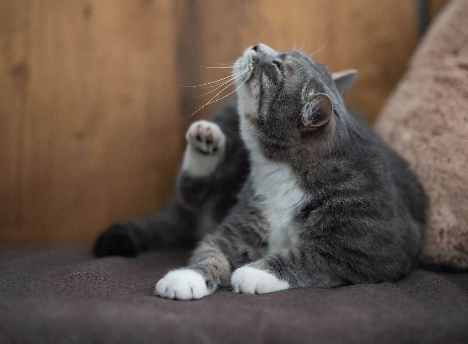 A dog scratching at its ear with a back paw