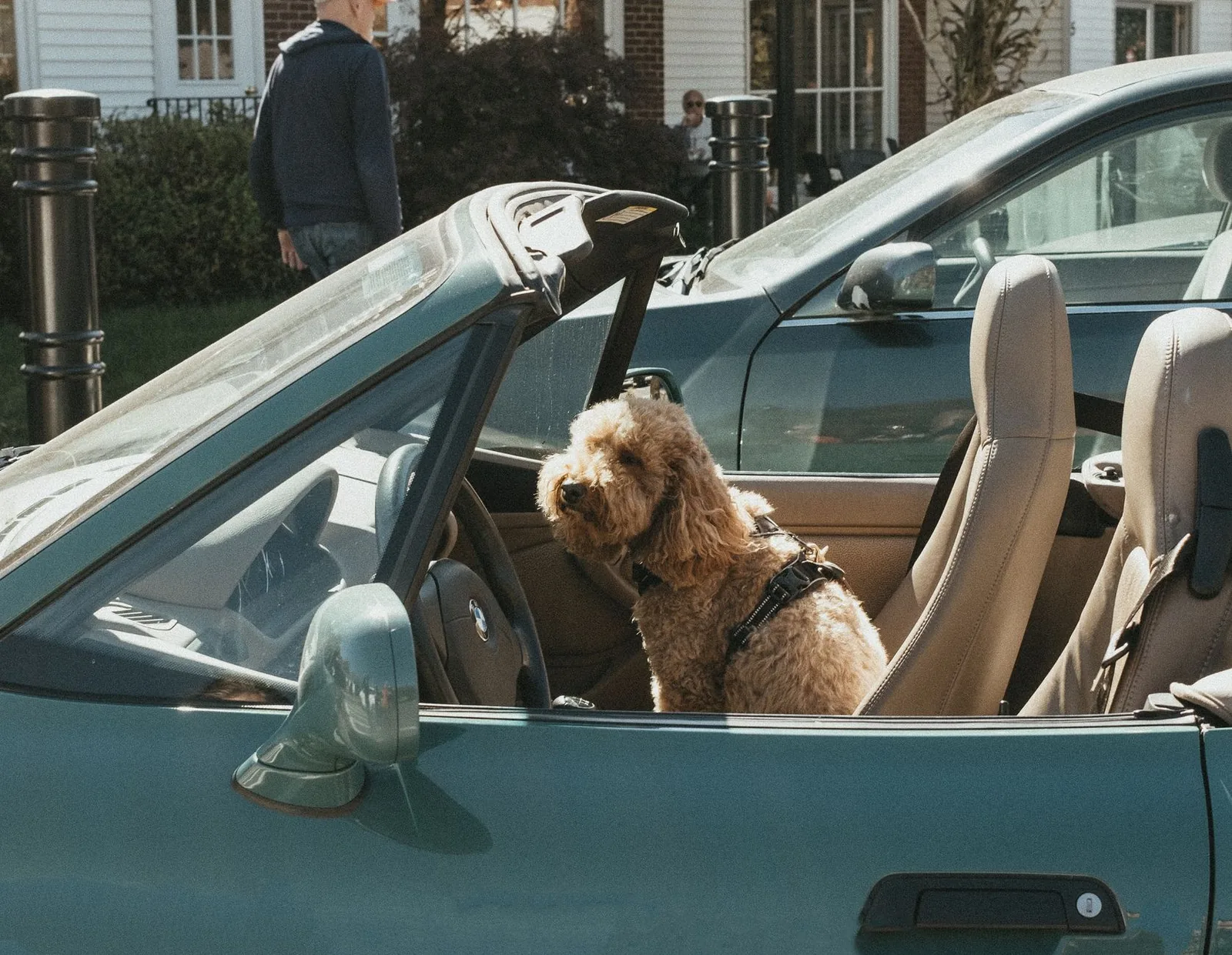 A dog secured on a car back seat with a harness