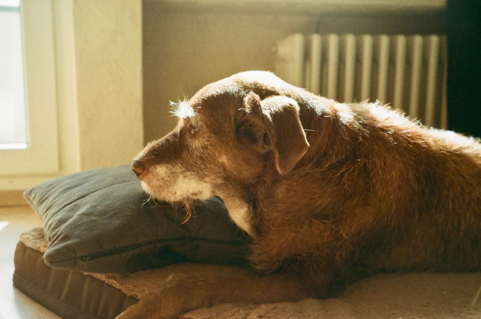 A settled dog resting in a patch of sunlight