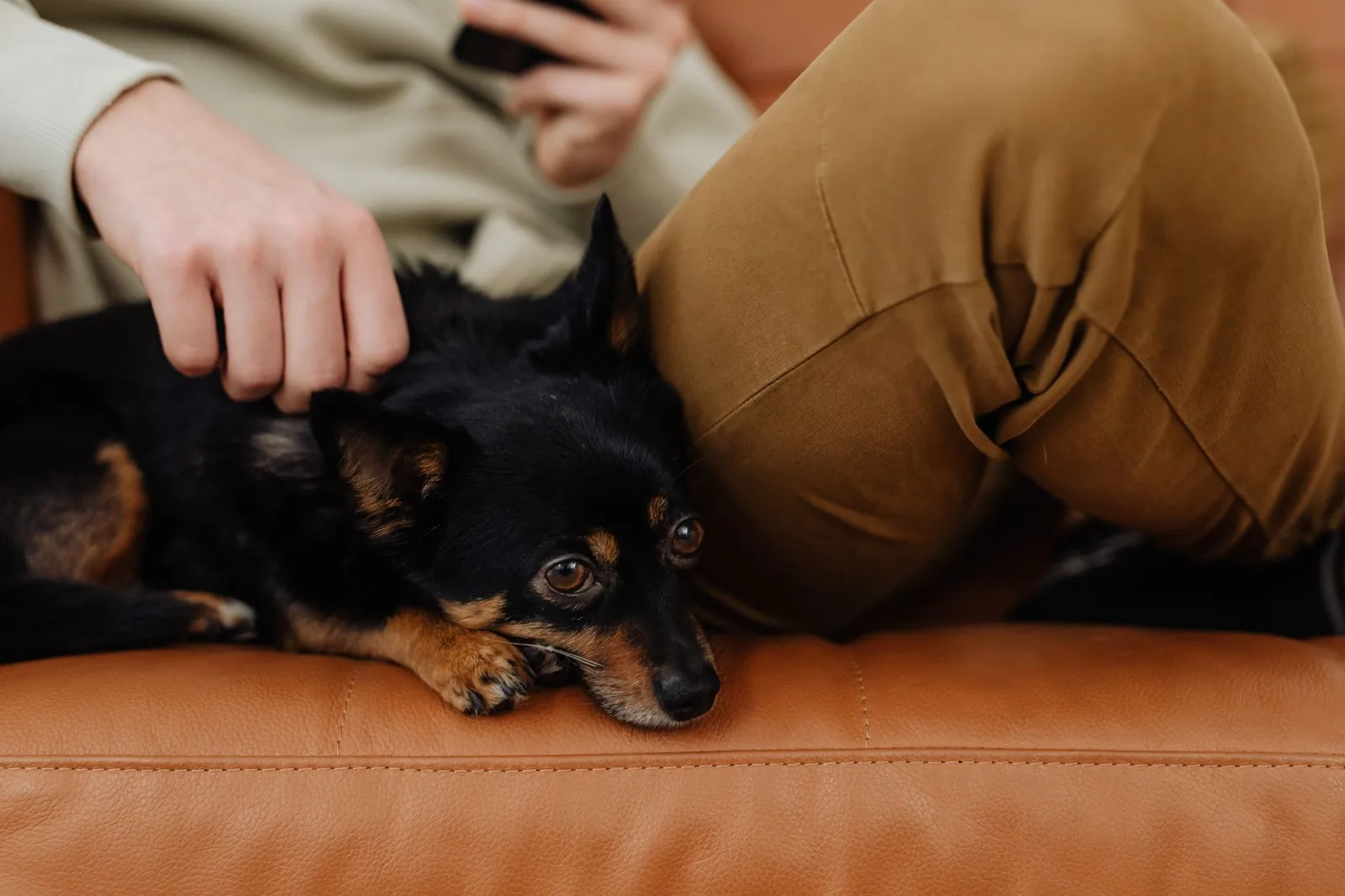 A content dog resting beside a person