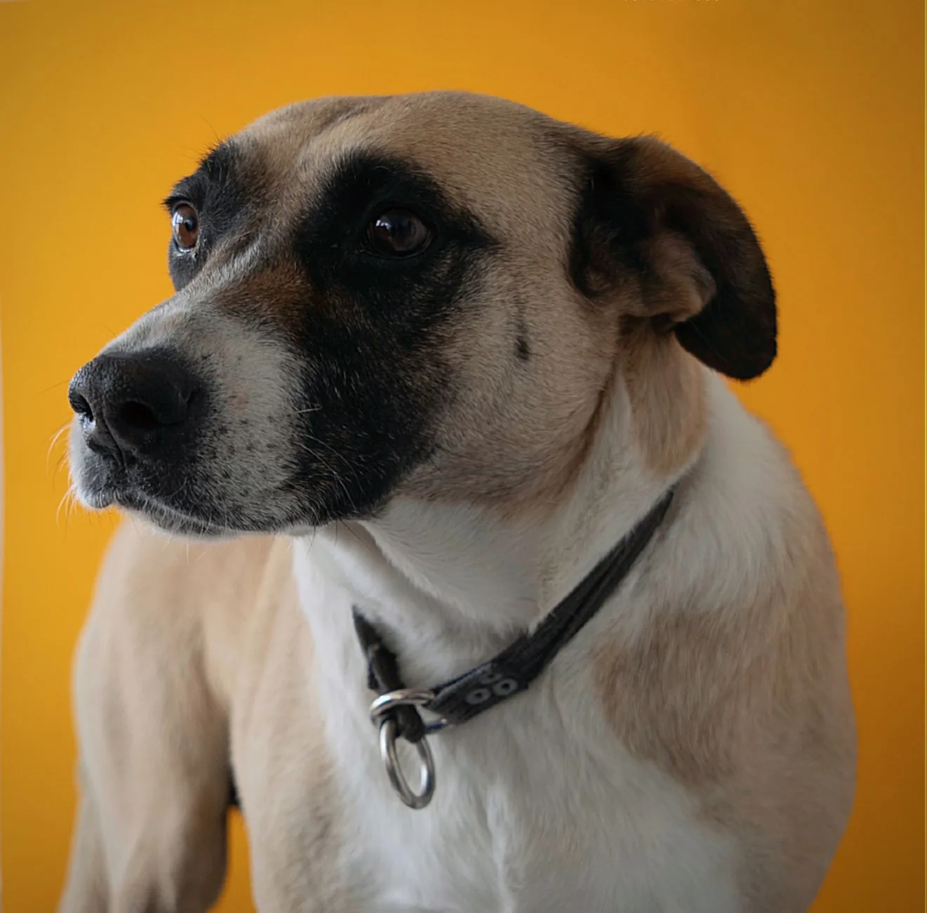 A dog turning its head away and holding still
