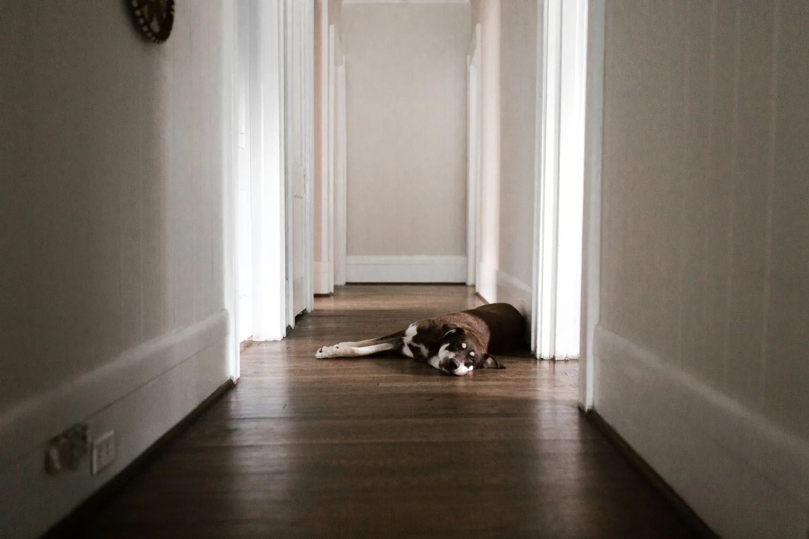 A dog bed placed in a hallway outside a bedroom