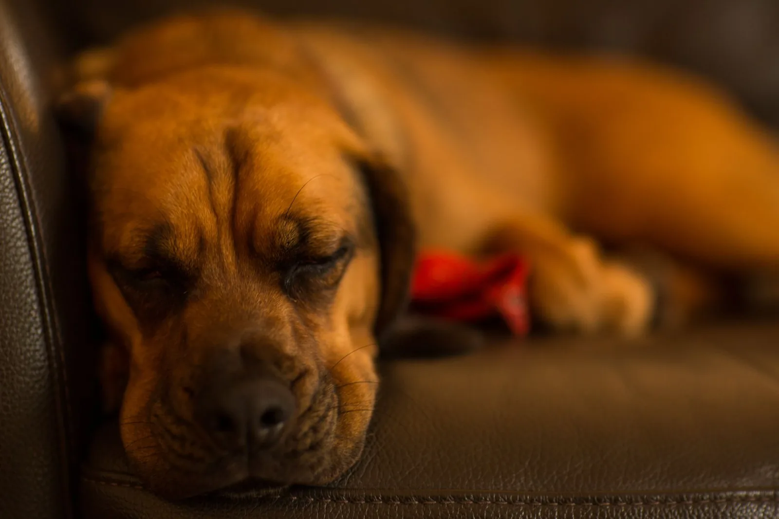A dog asleep on its bed in a darkened room