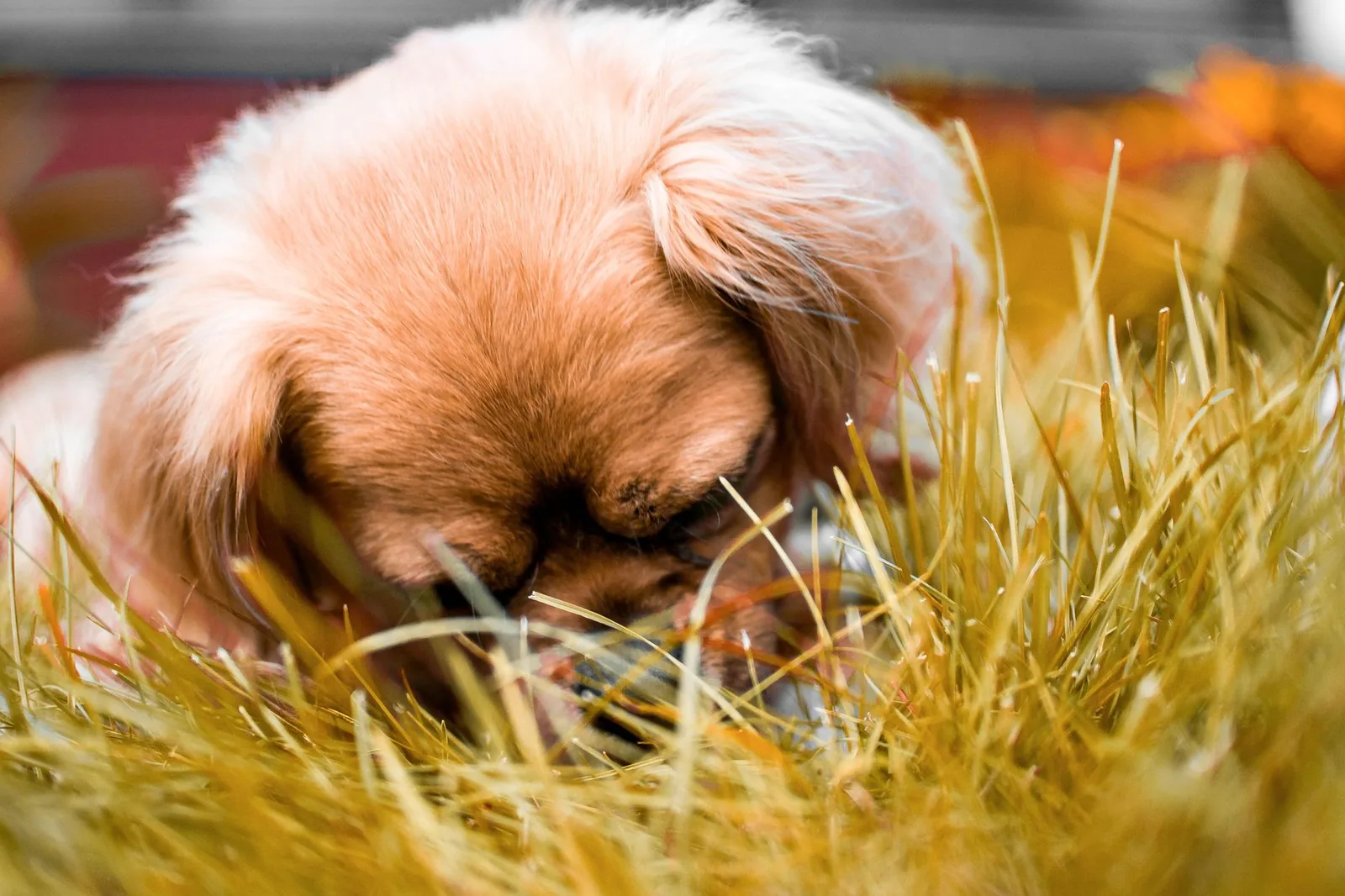 A dog with its nose deep in grass, following a scent