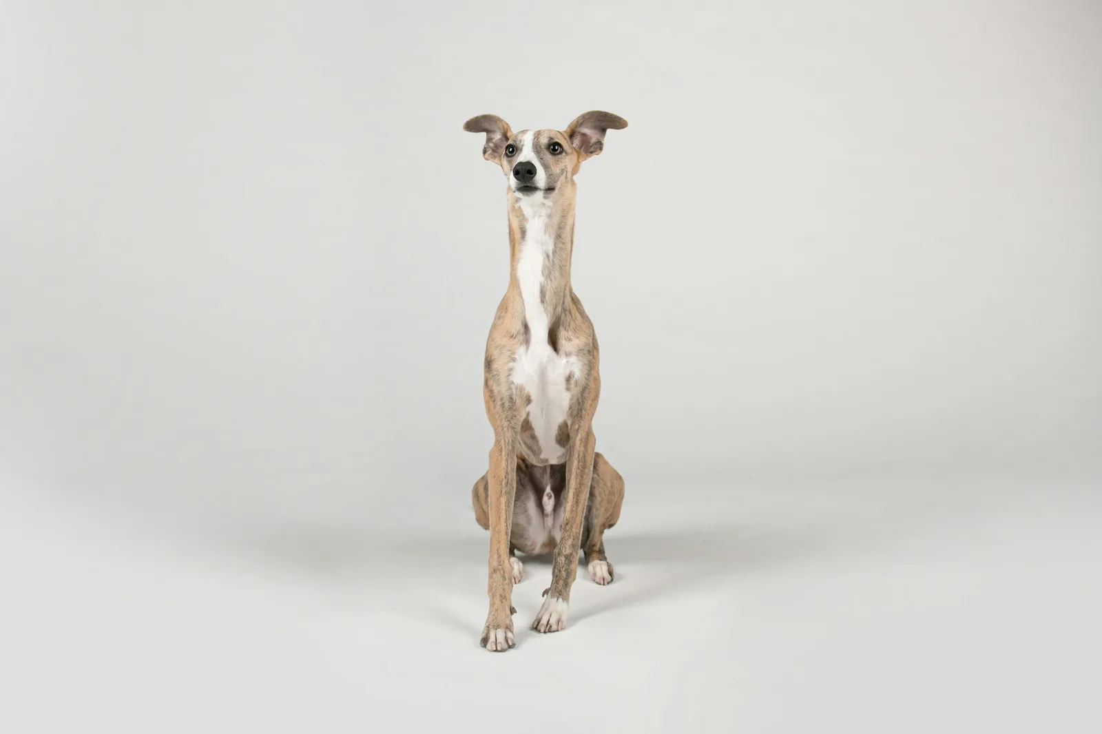 A dog standing very still and staring intently