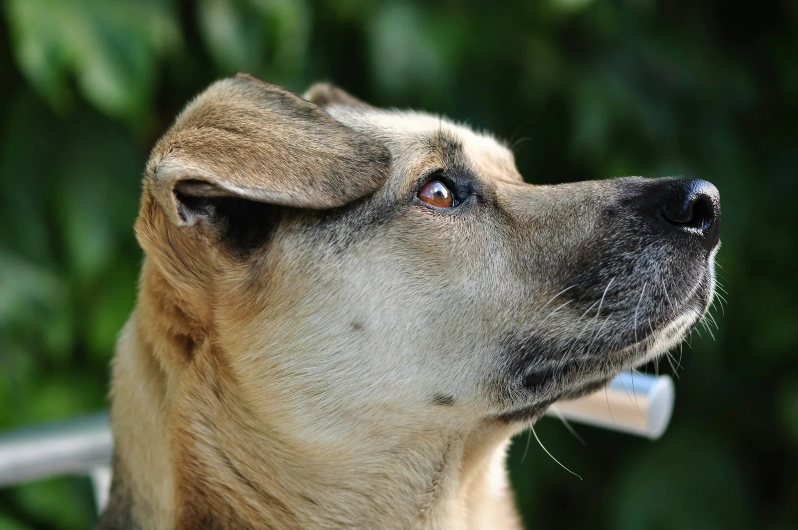 A dog turning its head away from the camera