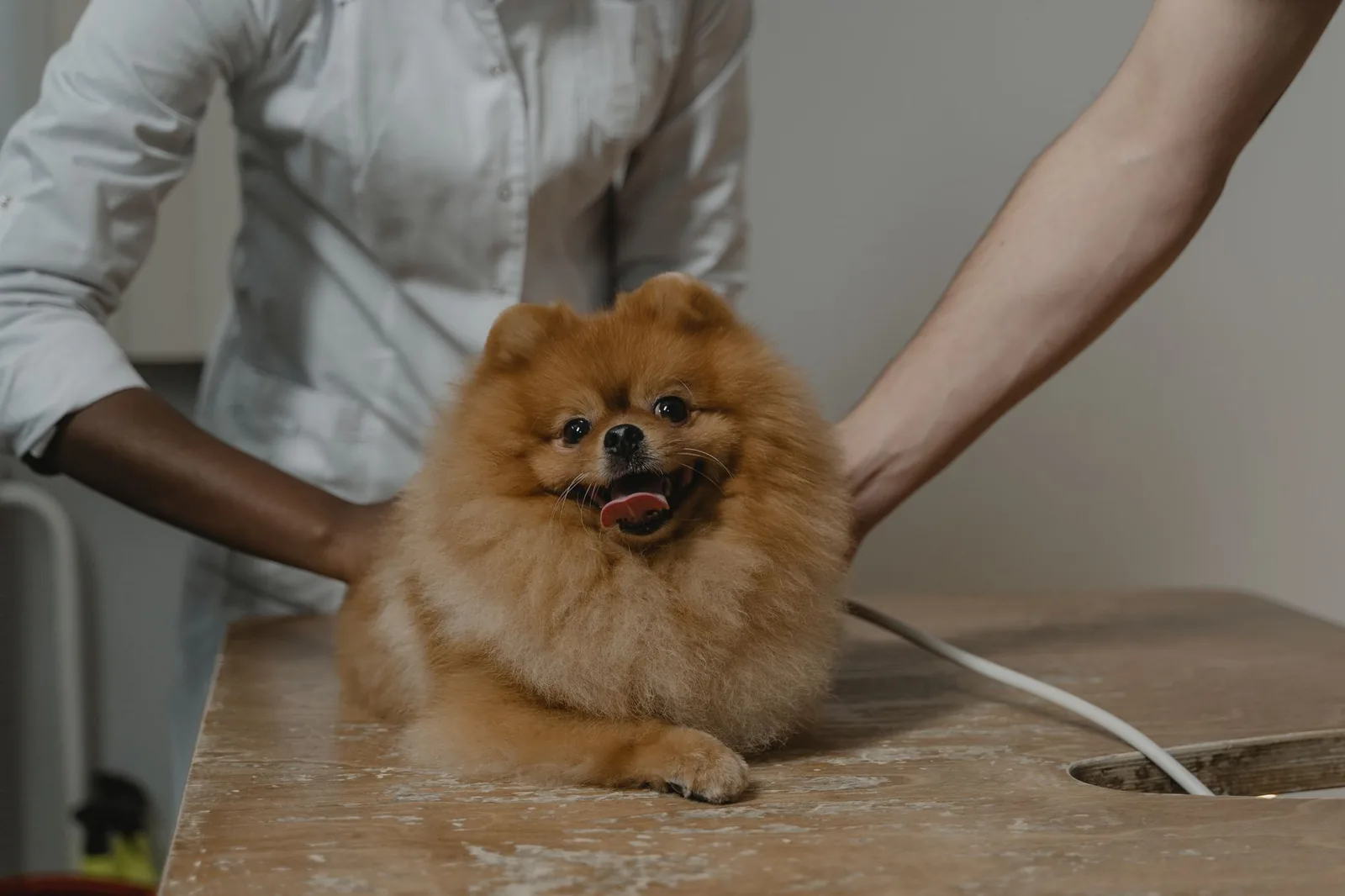 A small dog on an examination table at a veterinary clinic