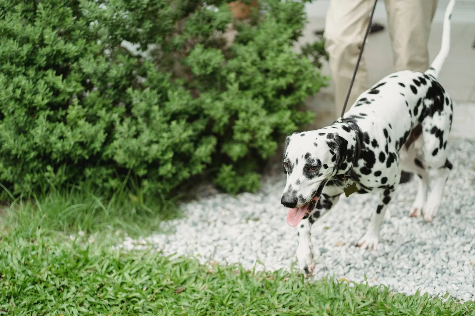 A dog walking comfortably along a firm path