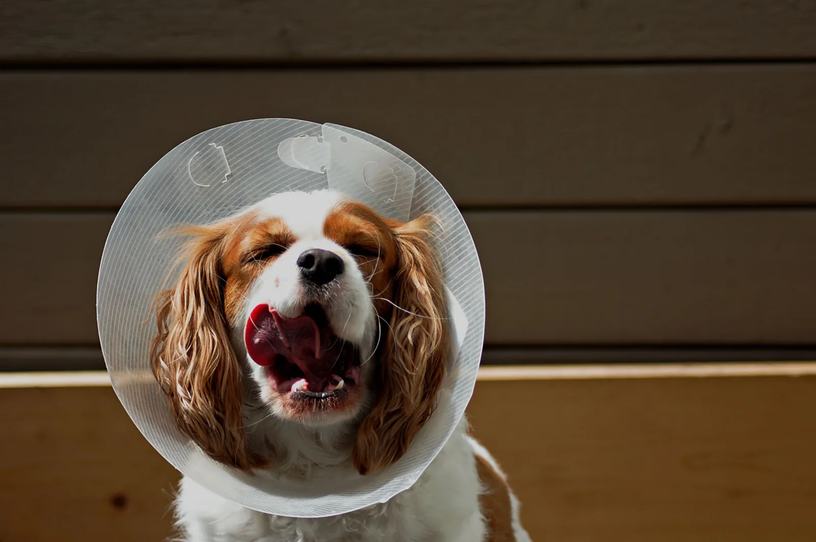 A small dog wearing a protective recovery collar
