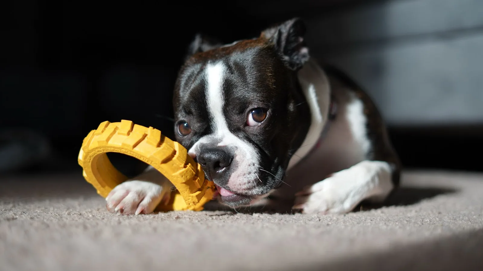 A dog occupied with a food toy on its bed