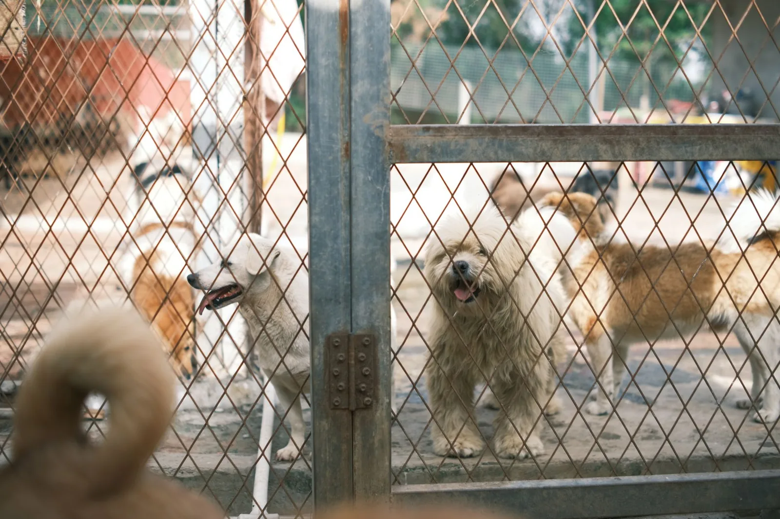 Dogs in adjacent kennel runs