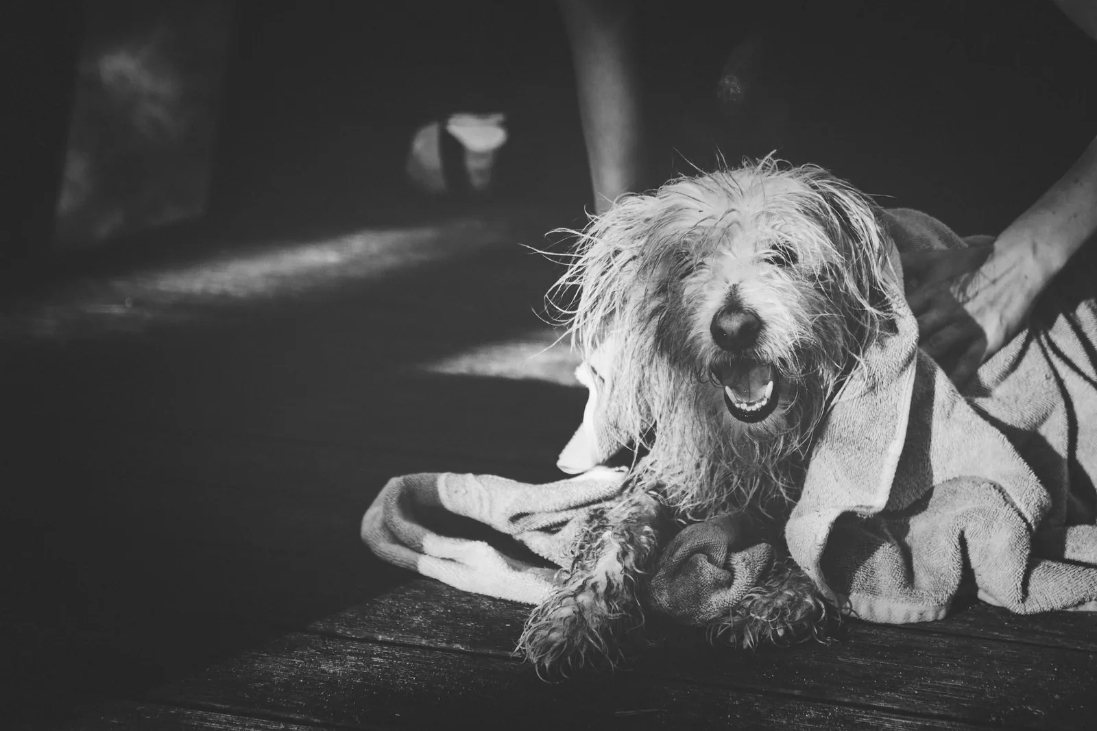 A wet dog being dried thoroughly with a towel