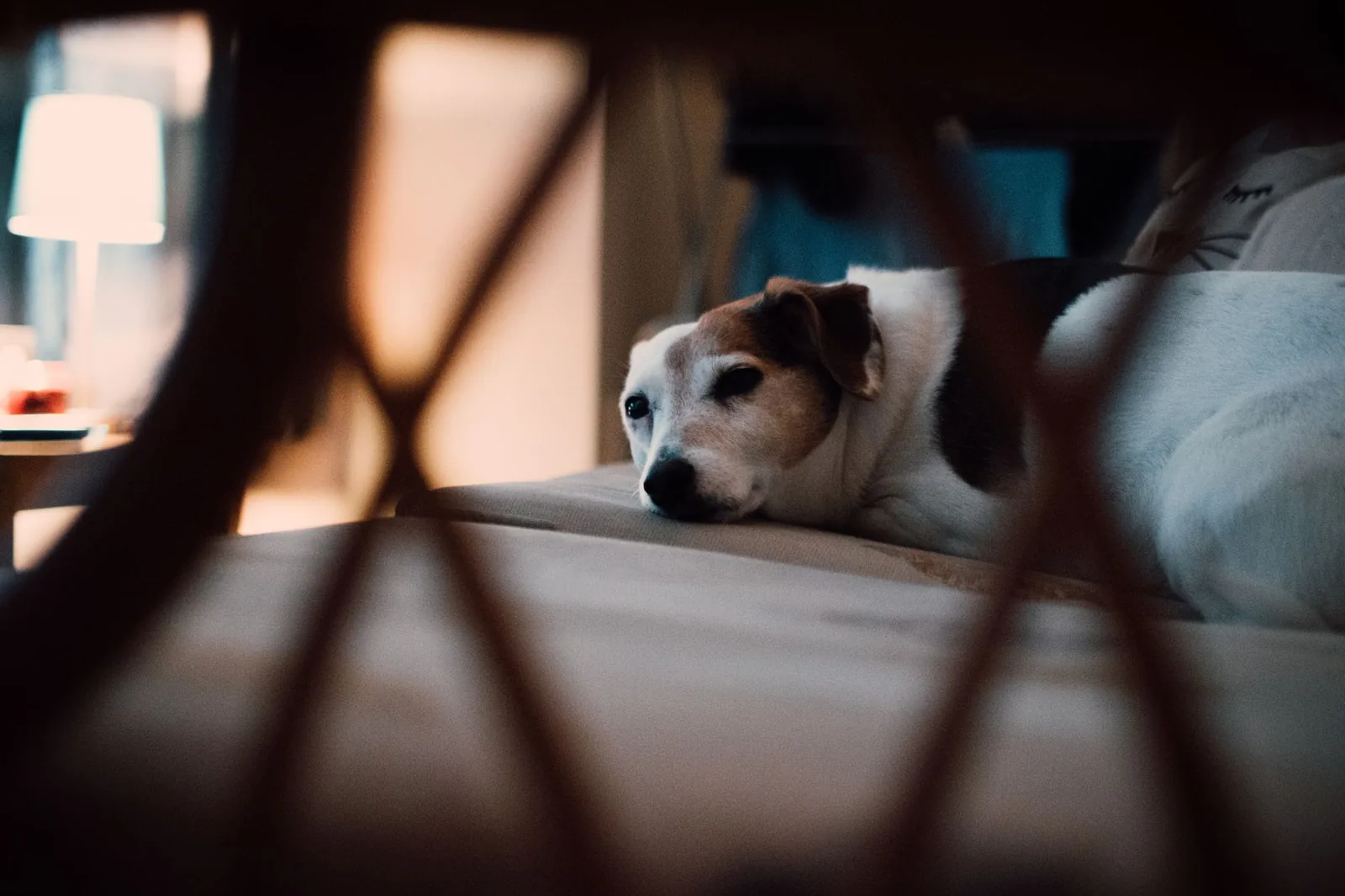 An empty dog bed in the corner of a room