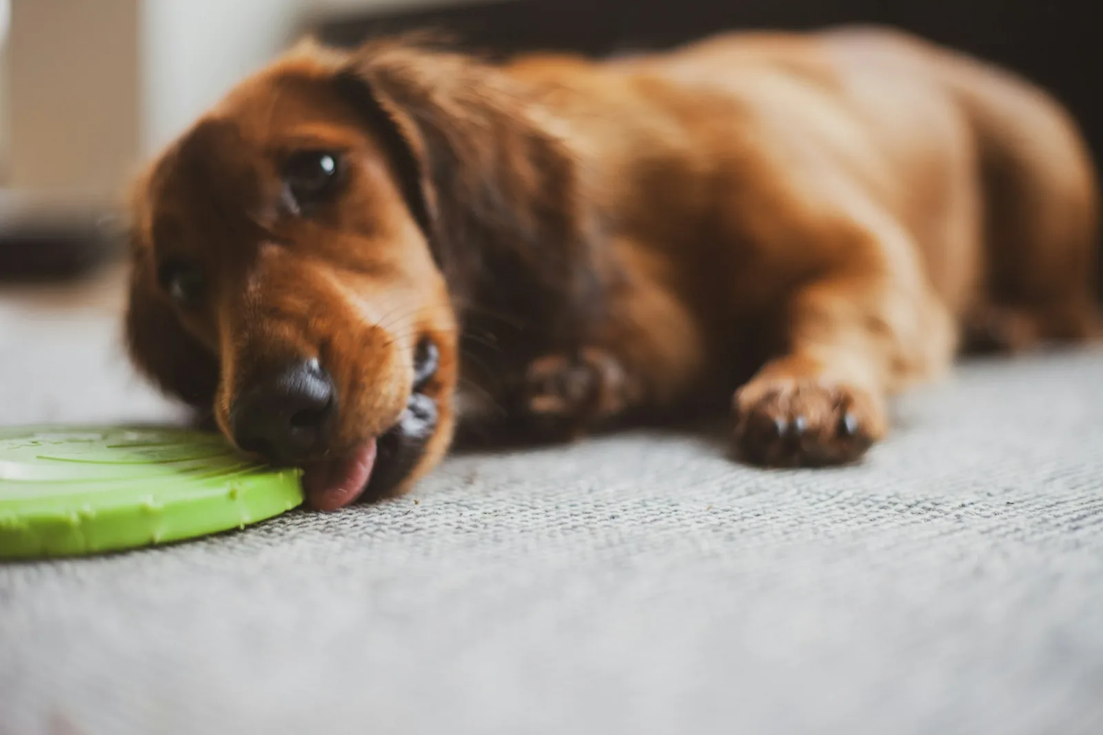 A dog working at a stuffed food toy on the floor