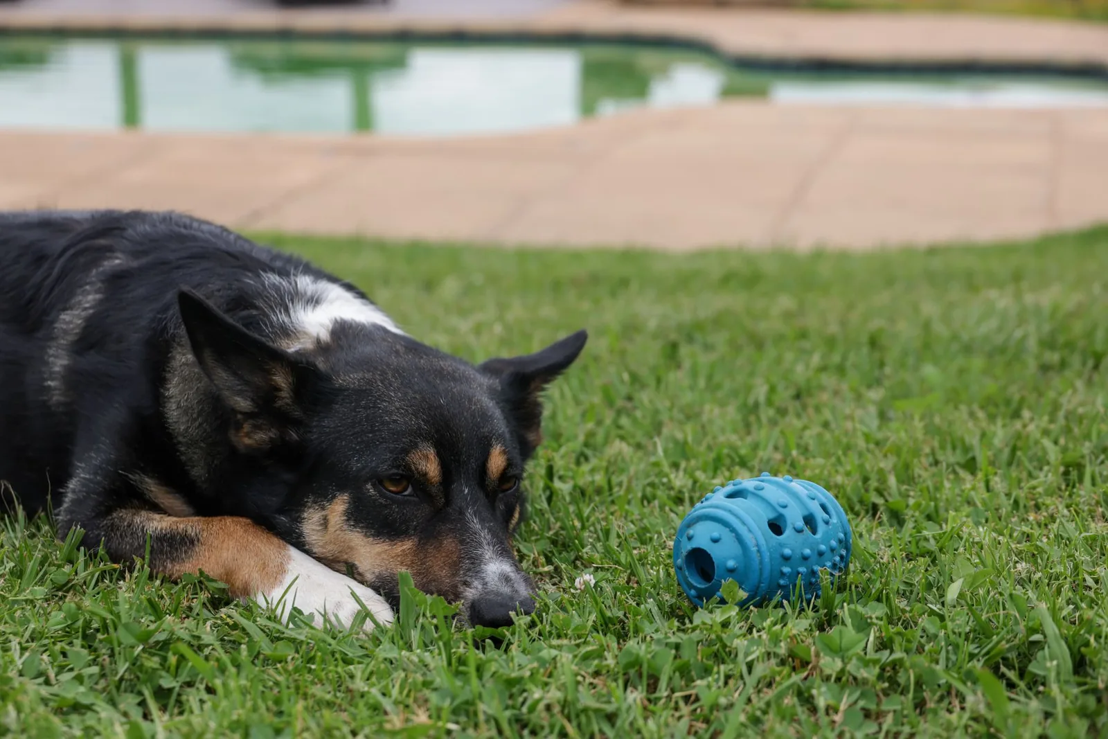 A dog working at a food puzzle toy on a floor