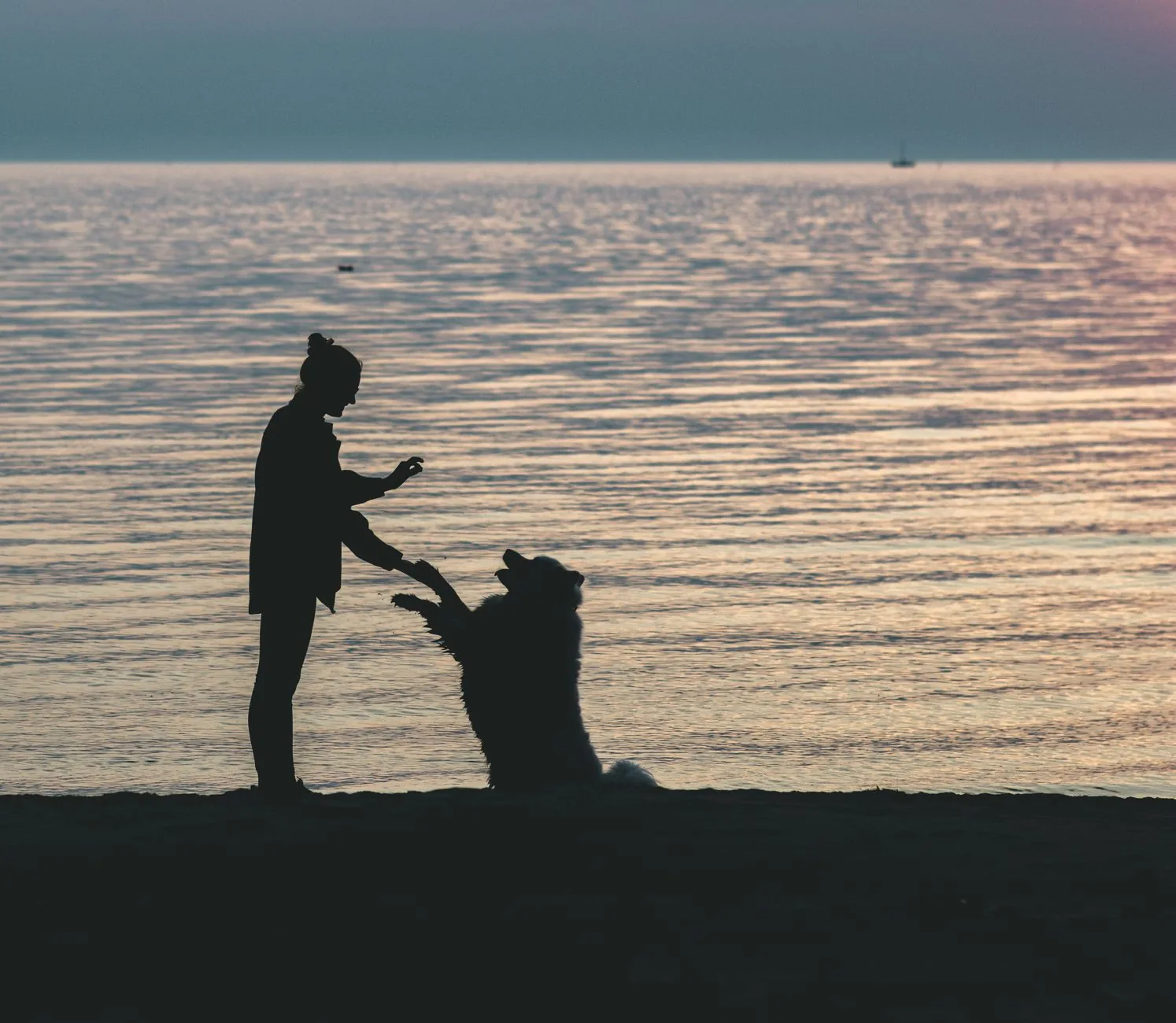 A person playing with a dog indoors in the evening