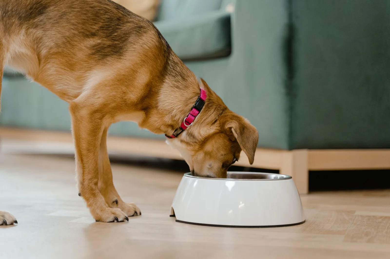 A dog eating from a bowl placed on the floor