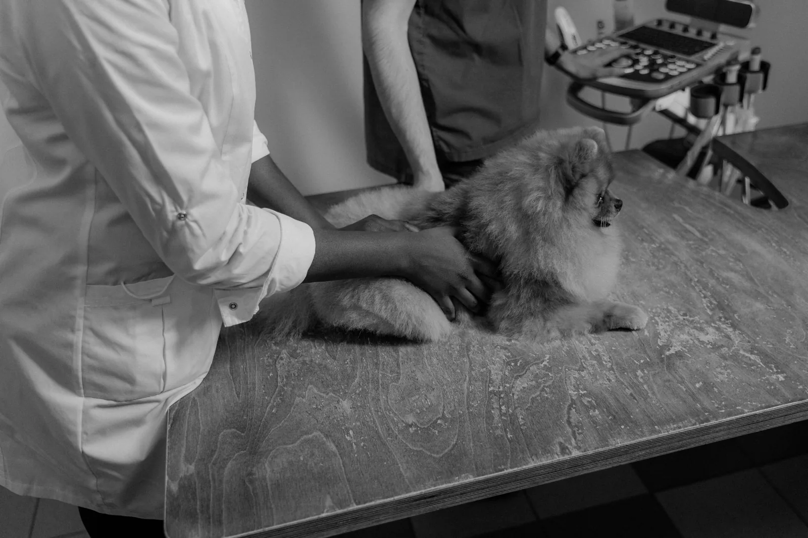 A veterinarian examining a small dog at a first appointment