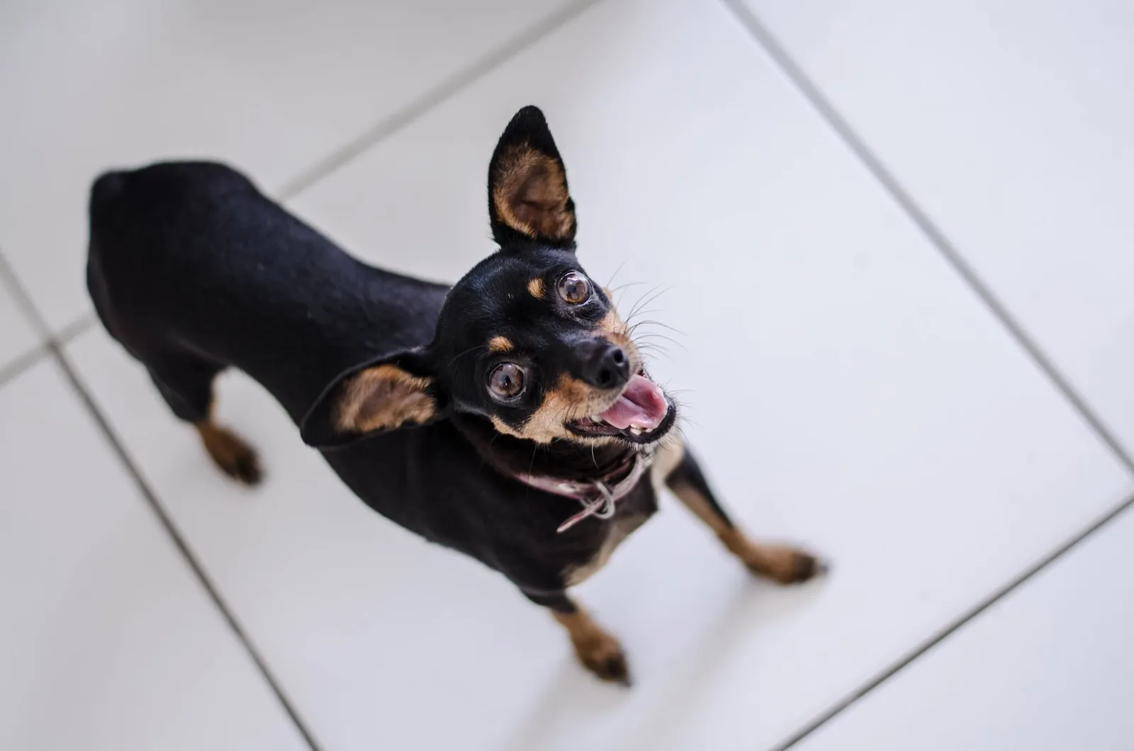 A small dog looking up attentively at a person