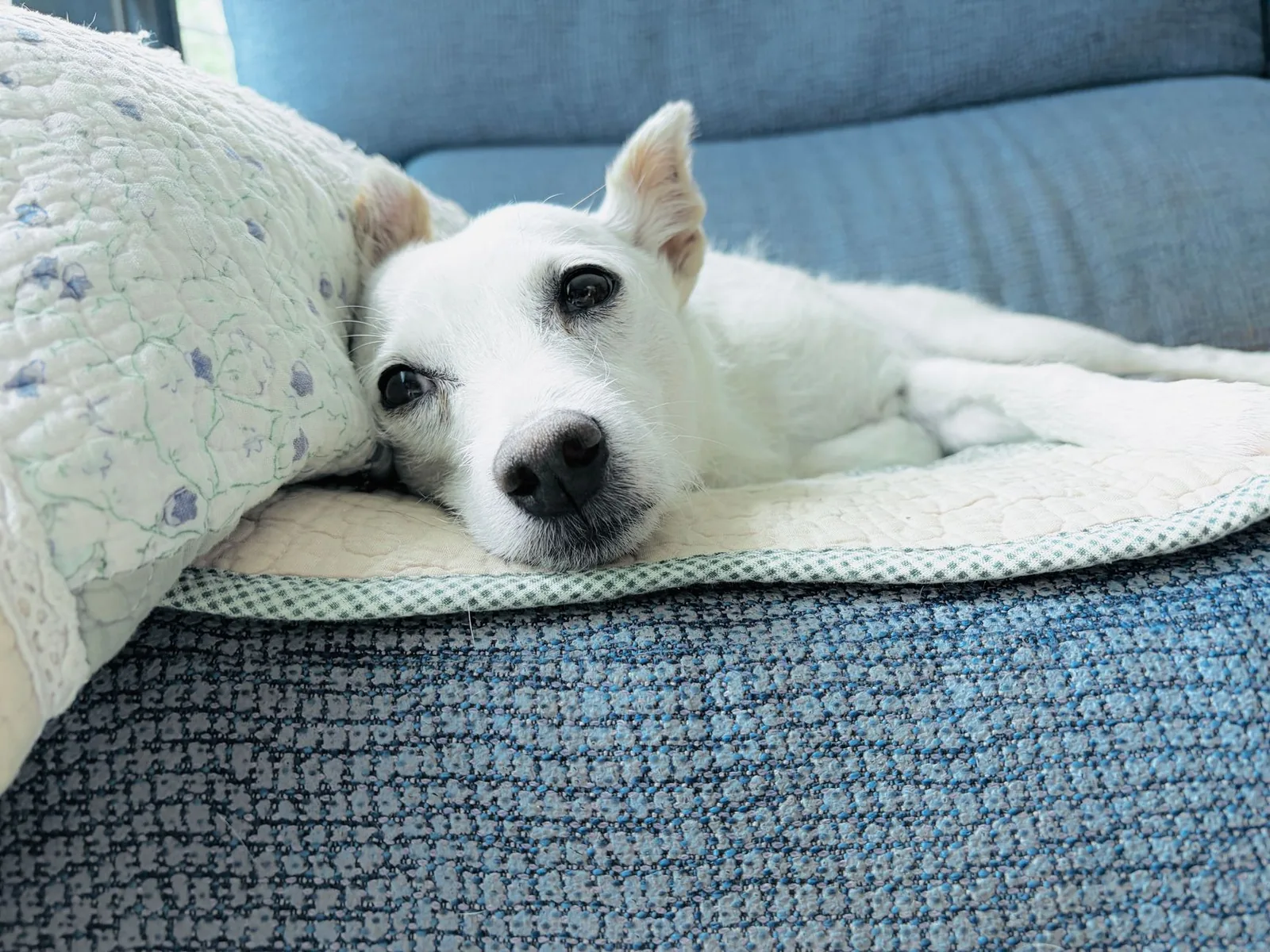 A small white dog resting on a sofa in a home