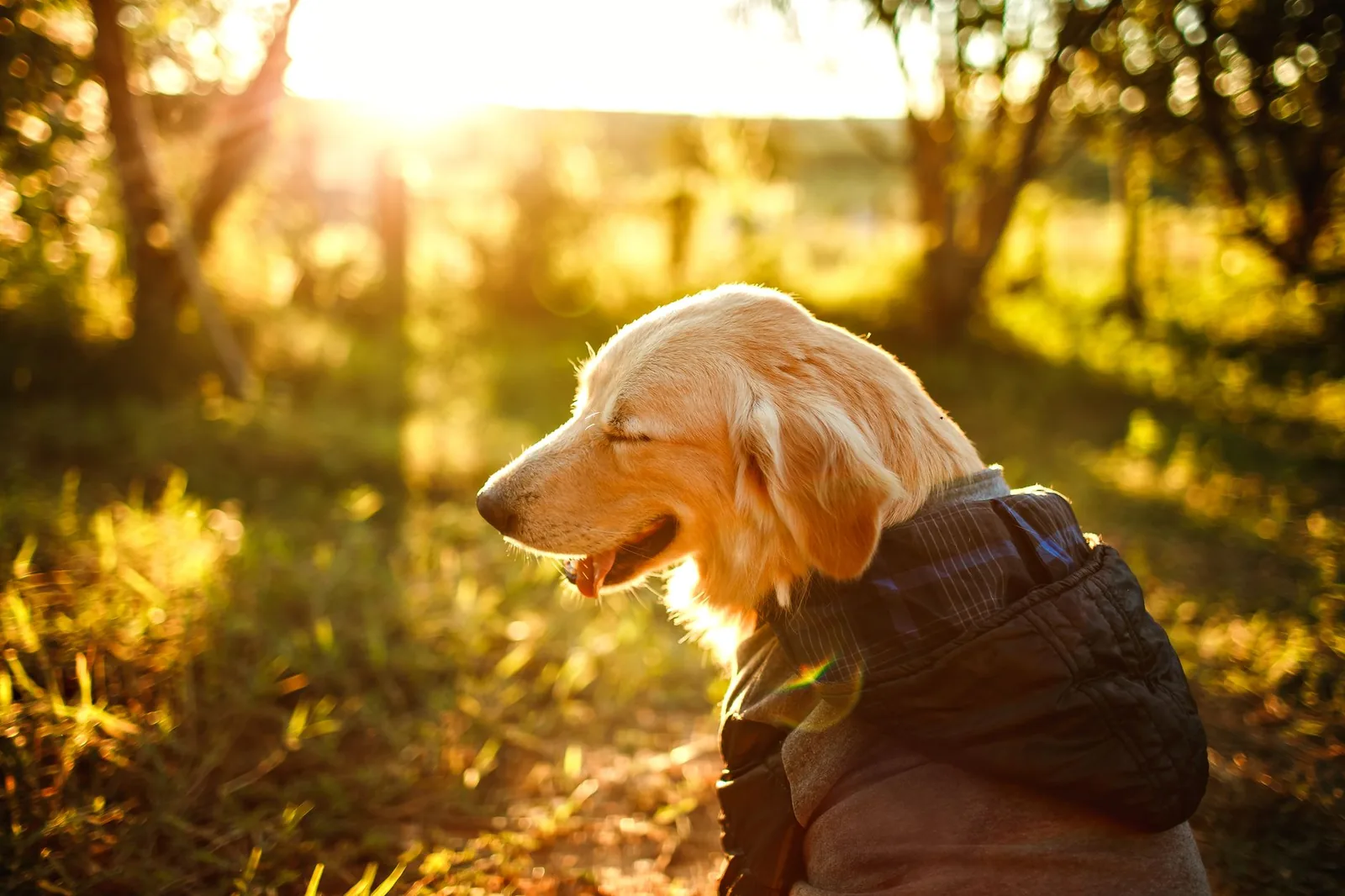 A happy dog outdoors in sunshine