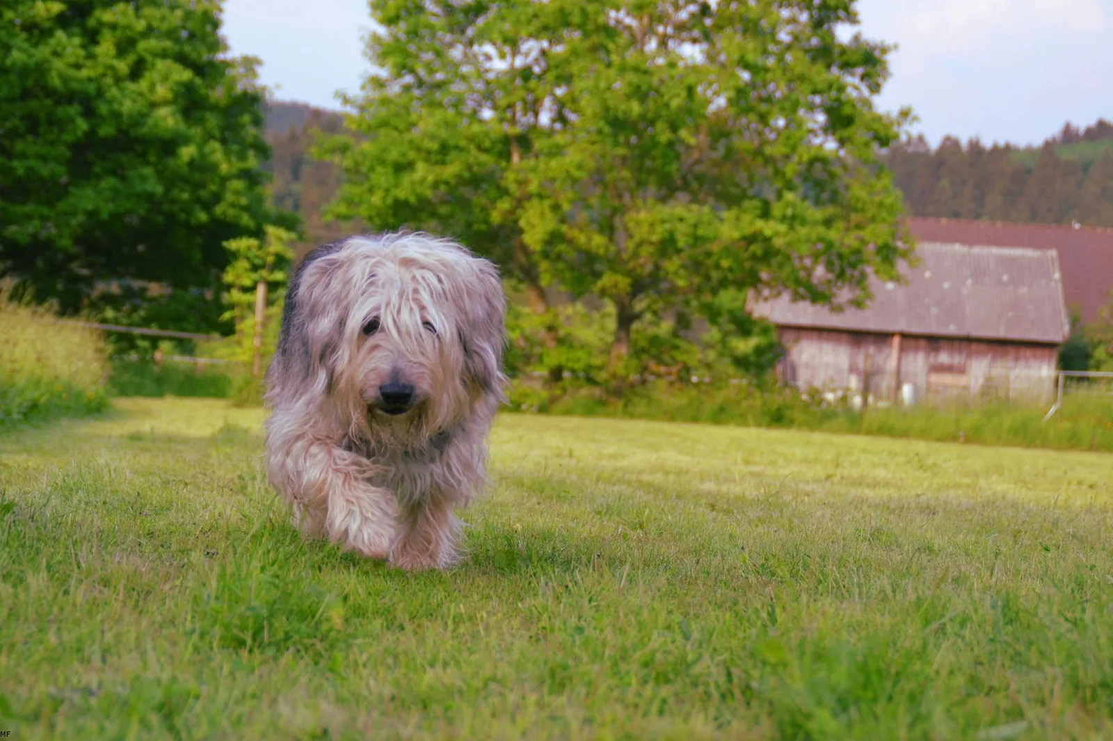 An older dog walking slowly on grass