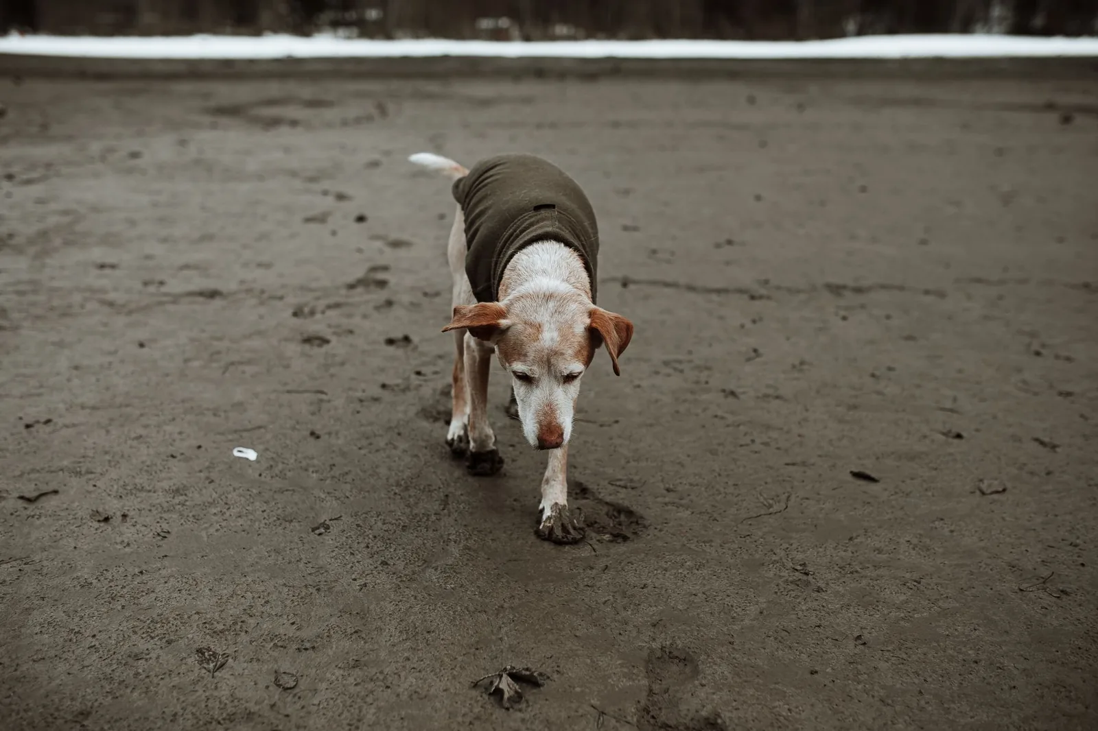 An older dog on a short slow walk