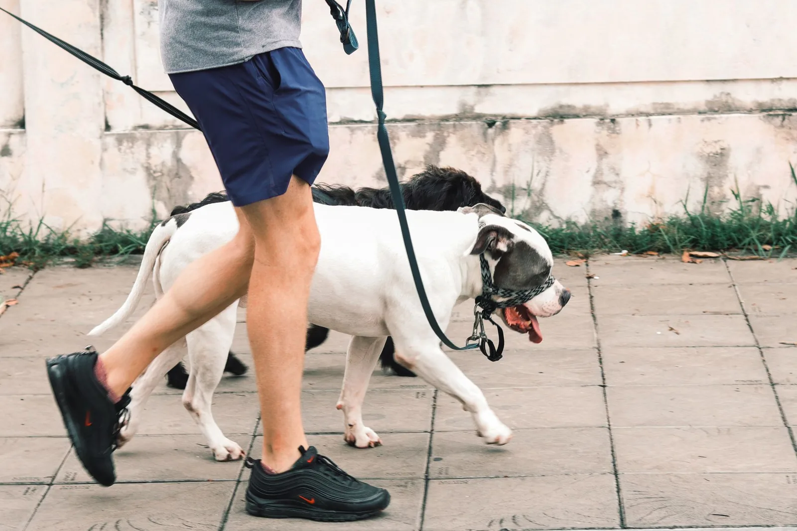 A dog on a short, slow lead walk