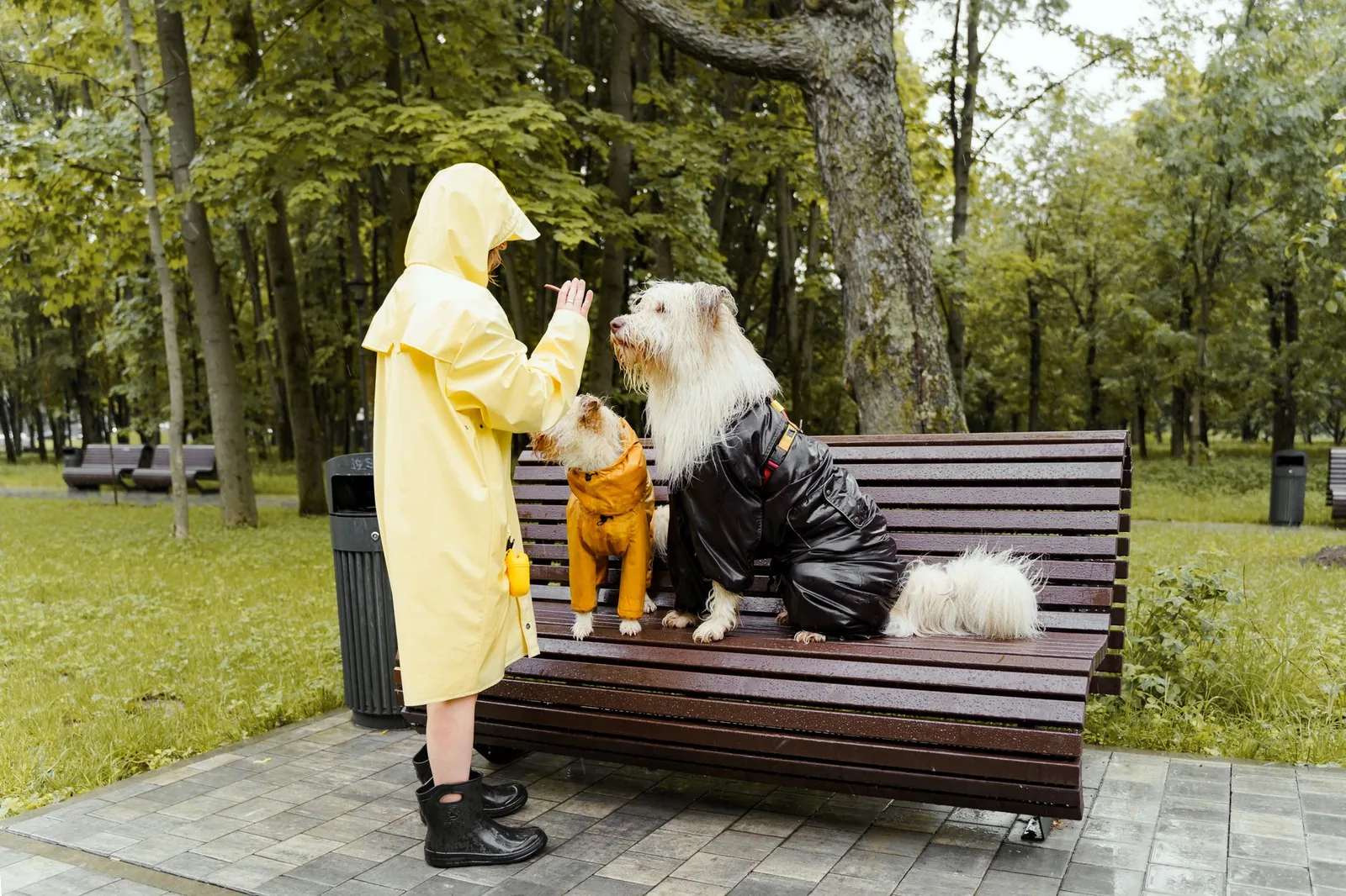 A dog being given a tablet hidden in a treat