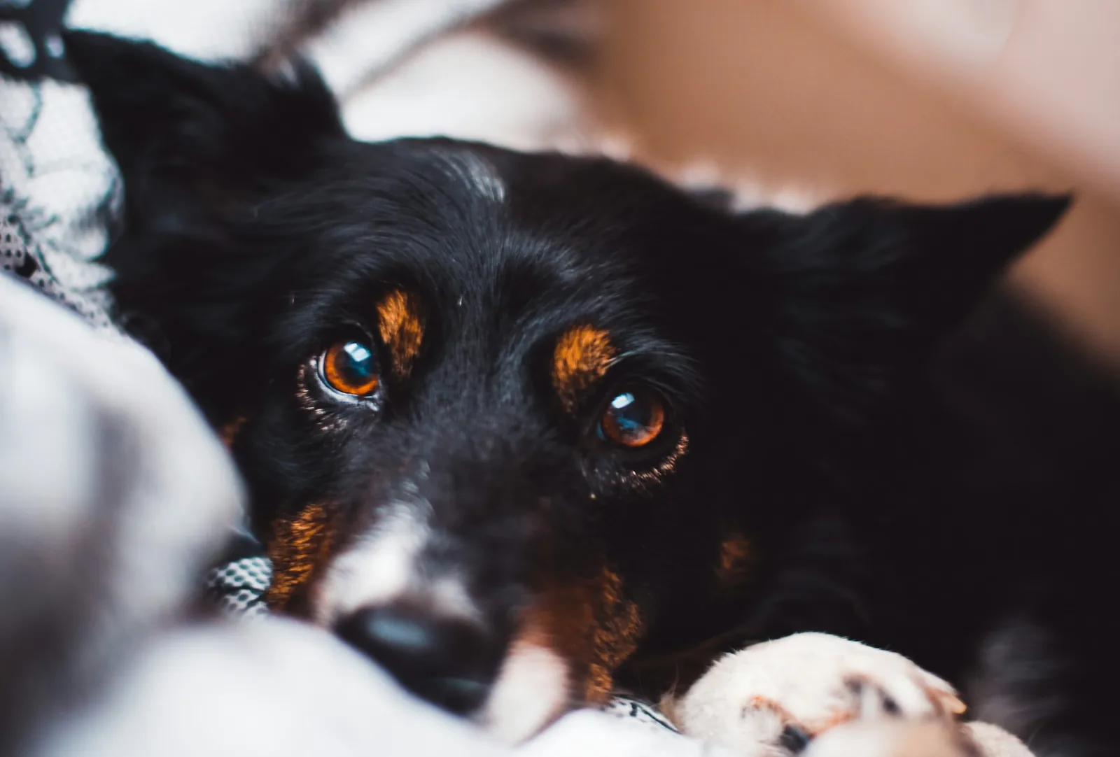 A dog resting undisturbed in its own bed