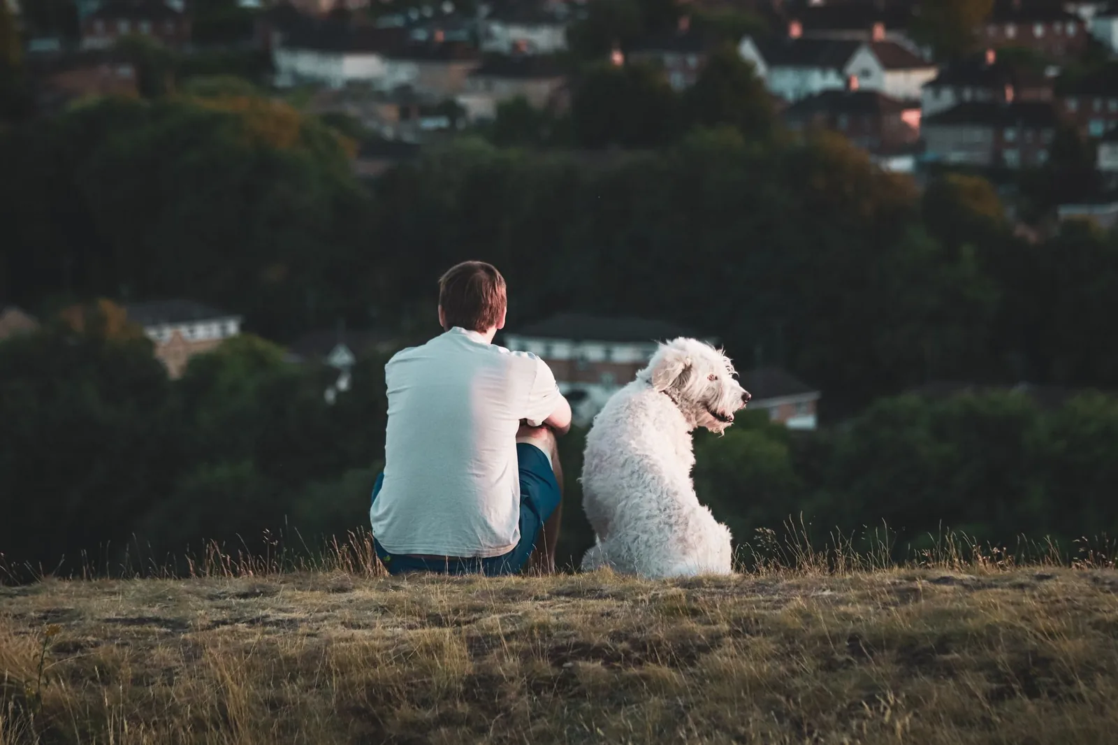 A person sitting still while a dog observes from nearby